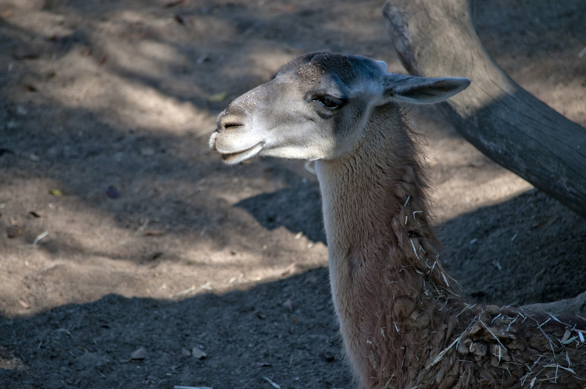 guanaco mammal at zoo