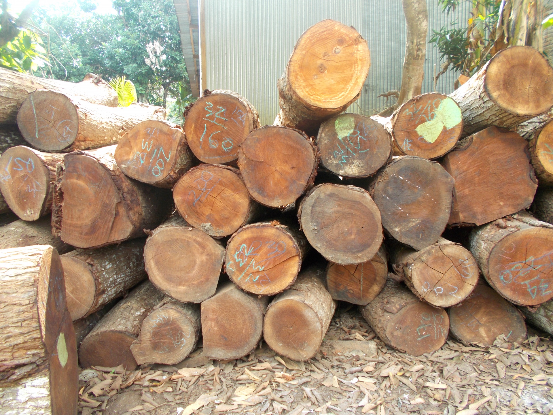 Logs Wooden