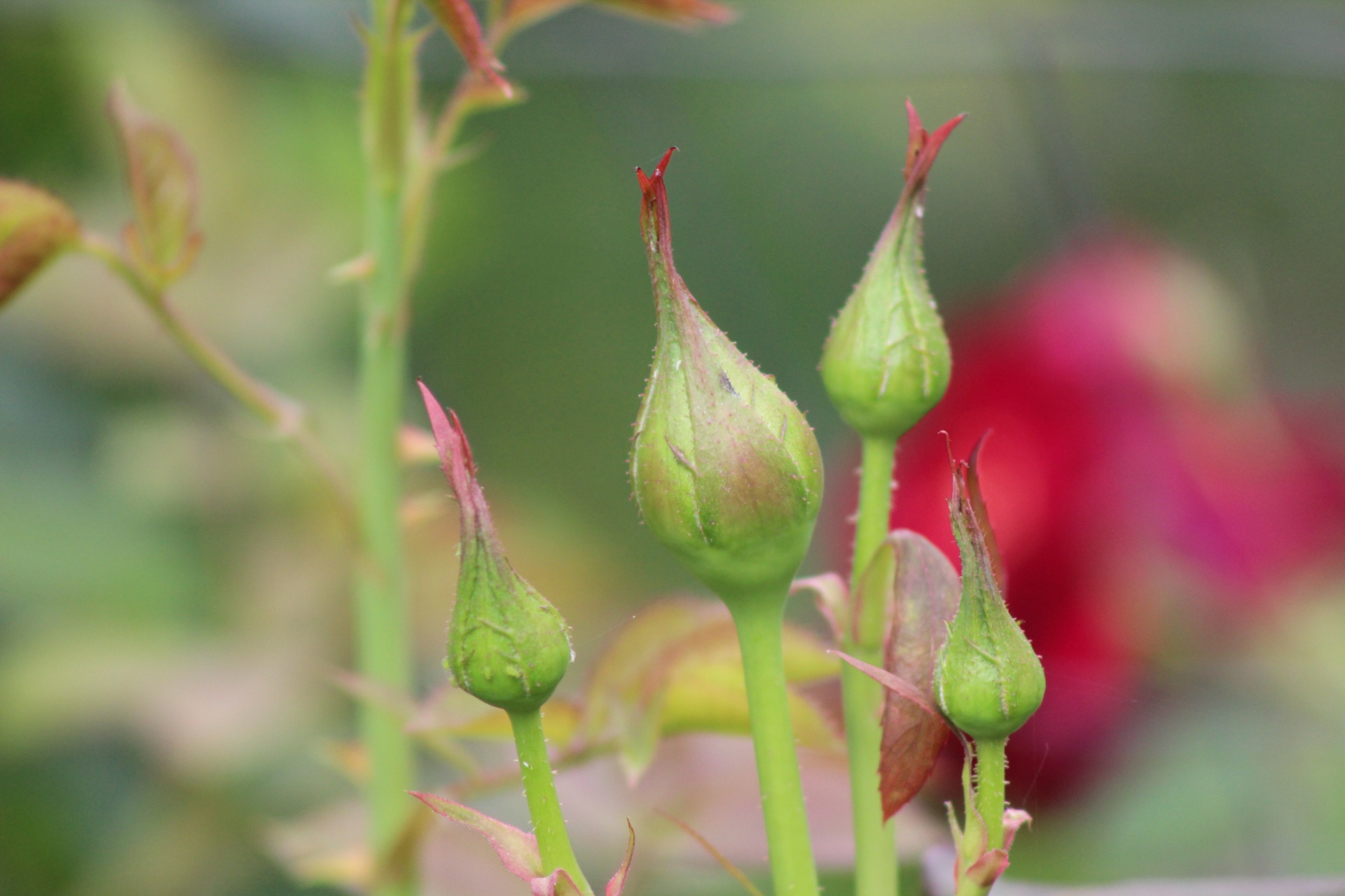 Seeing the buds is an exciting time for the gardener, because you are anticipating the beauty that comes later on