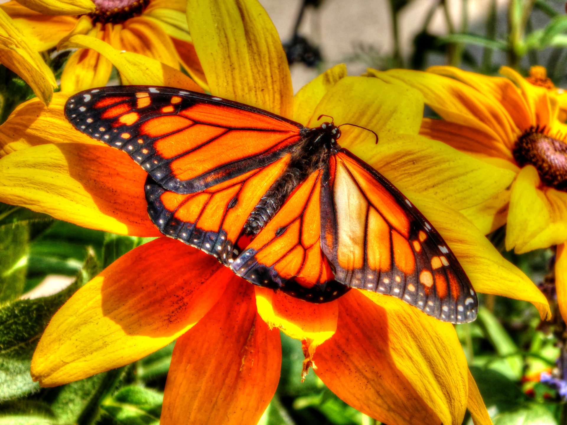 artistic touch applied to photo of a monarch butterfly on a yellow flower