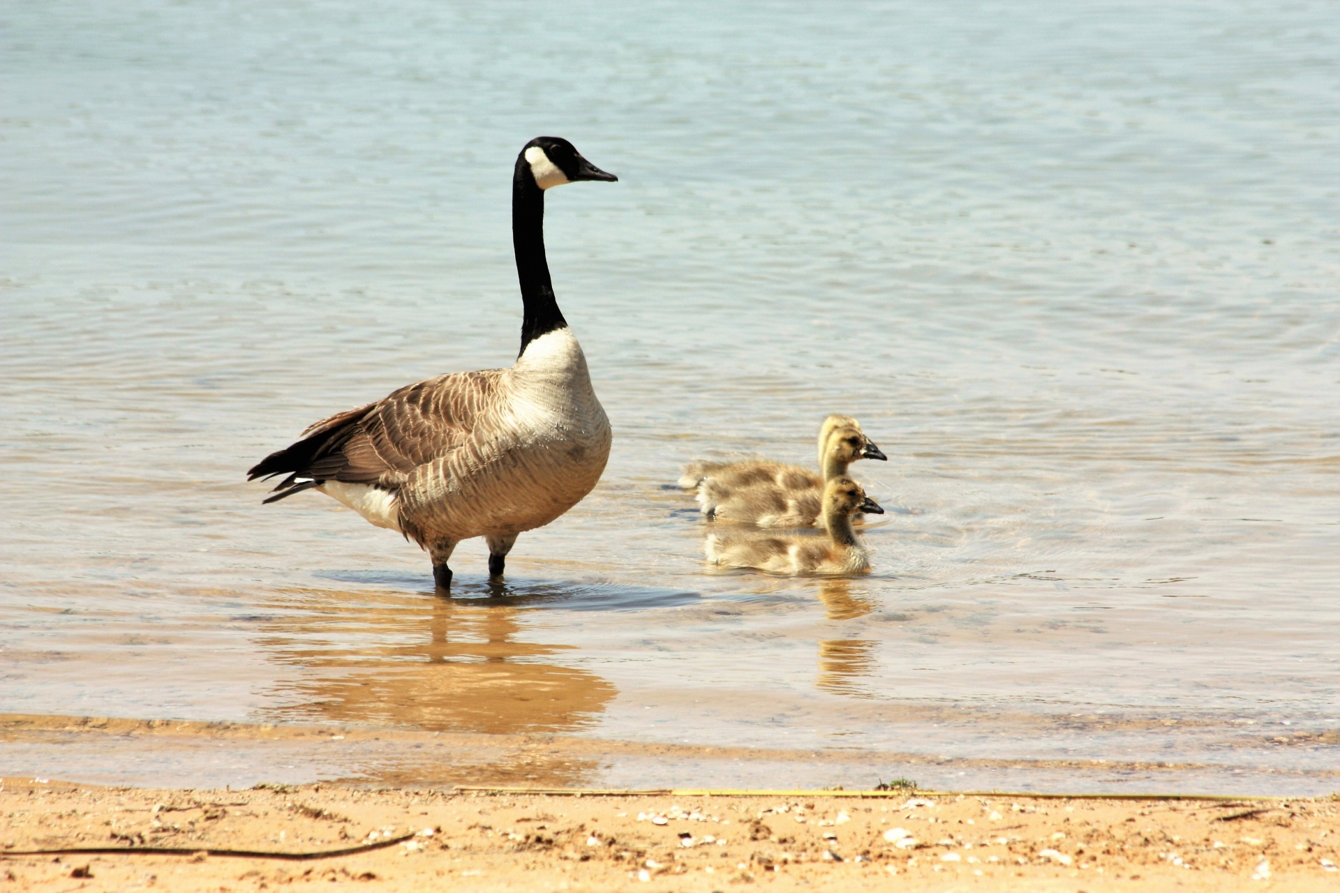 A mother Canada goose is watching over her three little goslings as they swim just off shore the lake.