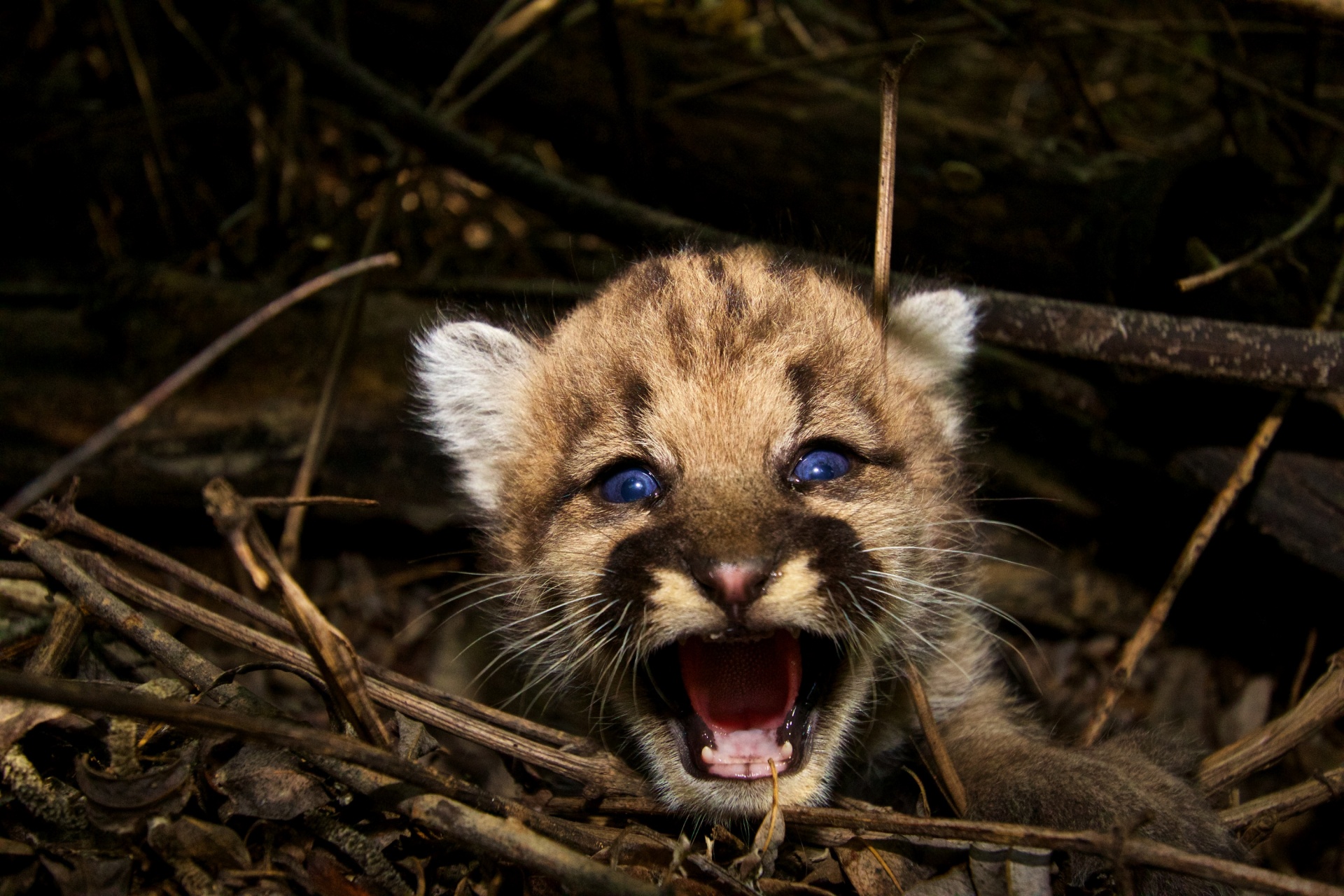 Portrait of a Cougar Cub