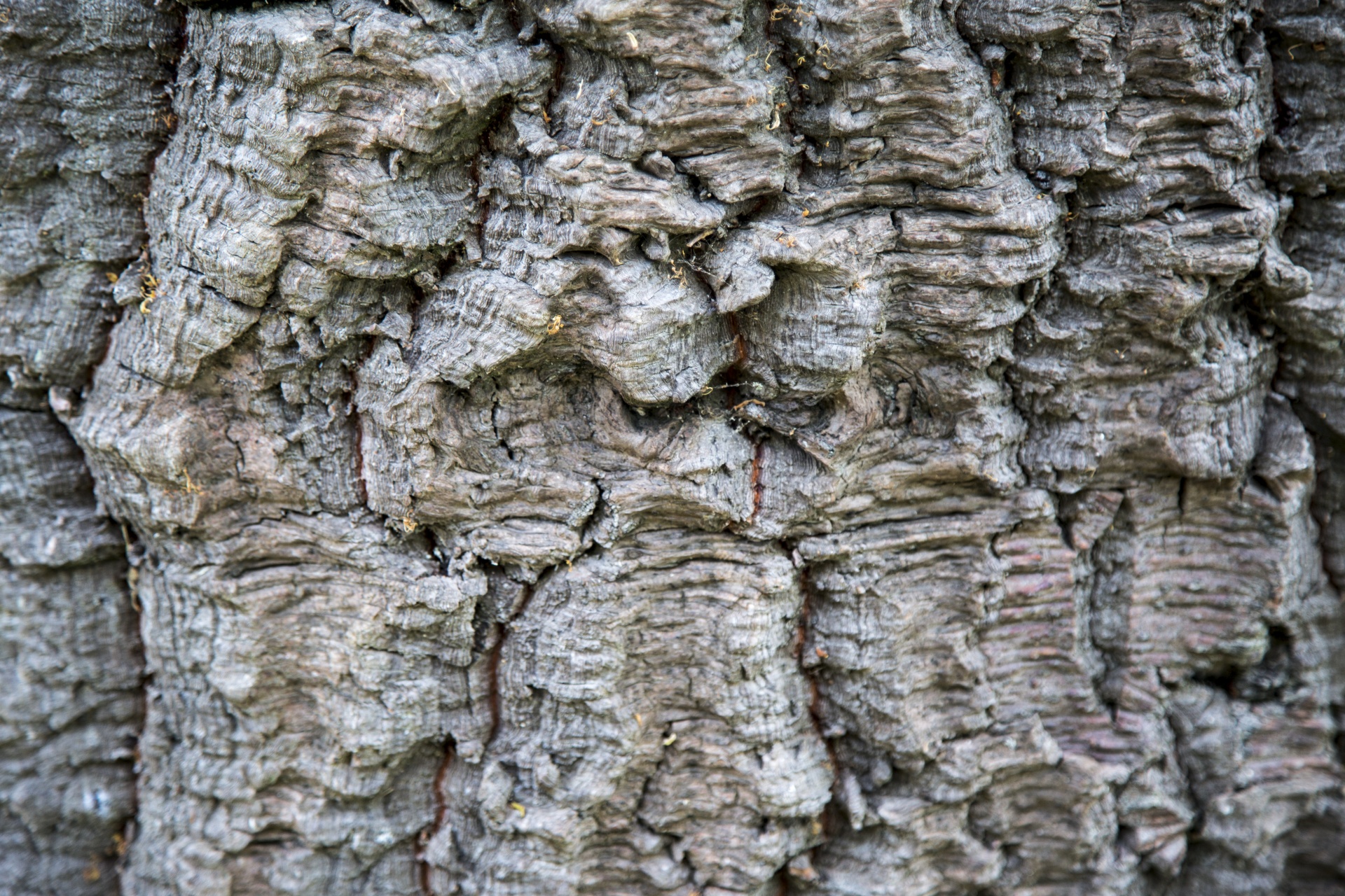 Araucaria heterophylla - Norfolk Island Pine Trees Bark, Background