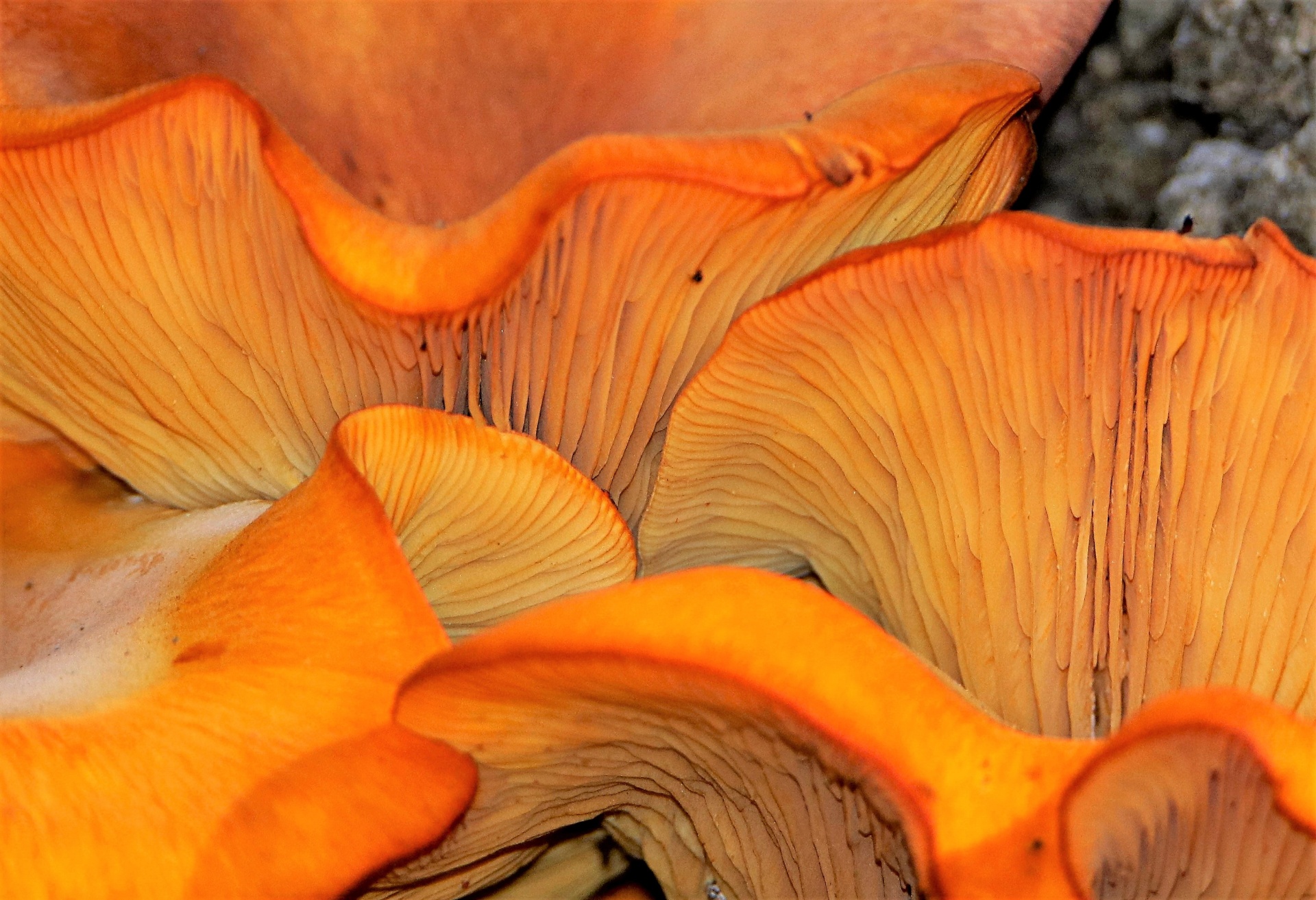 Abstract close-up of wavy orange chanterelle mushrooms, with emphasis on gills.