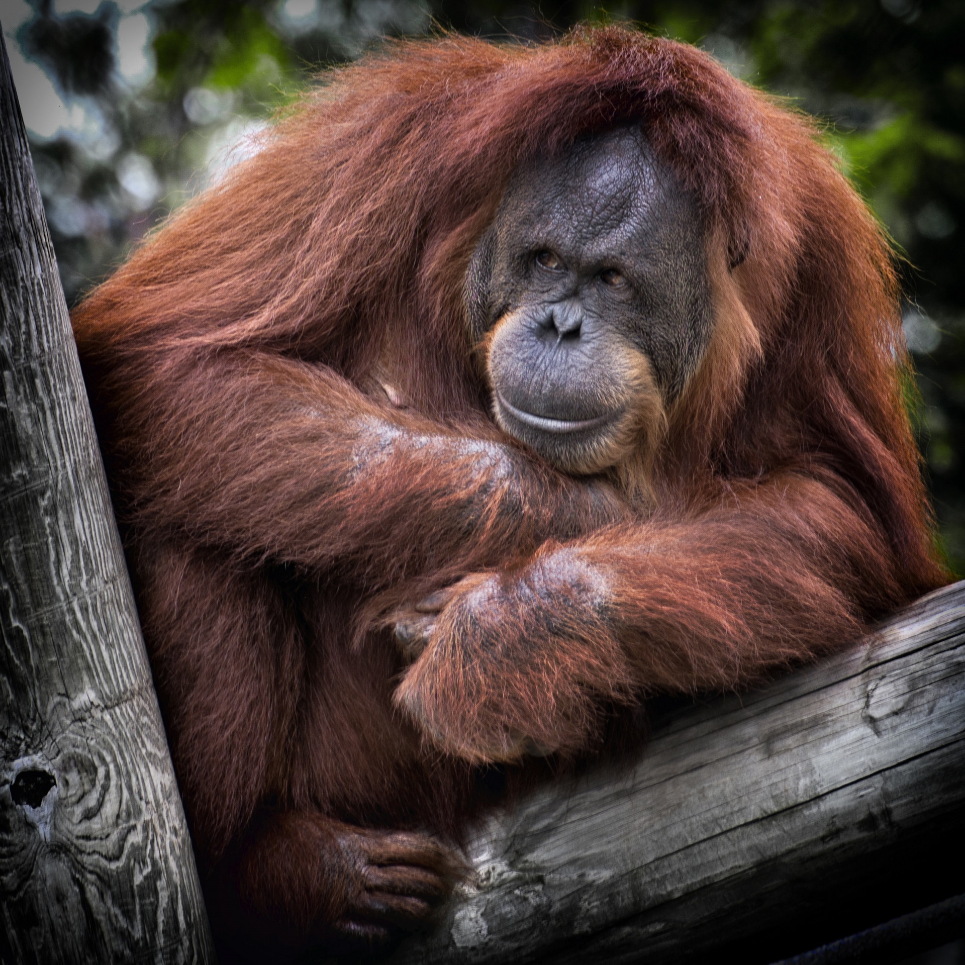 Orangutan Sitting in a Tree