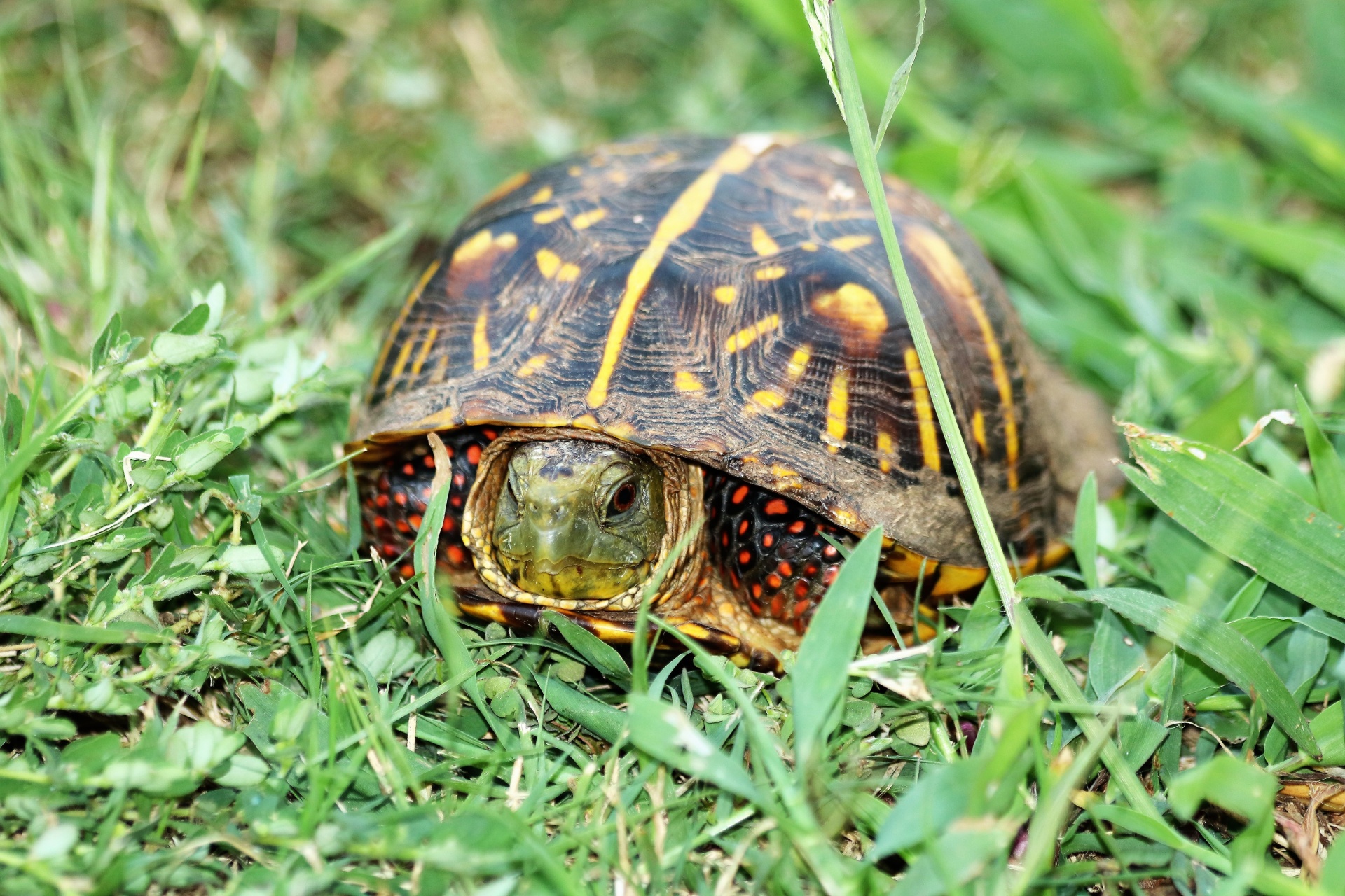 Close-up of an ornate box turtle as he peers out his shell, while sitting in green grass.