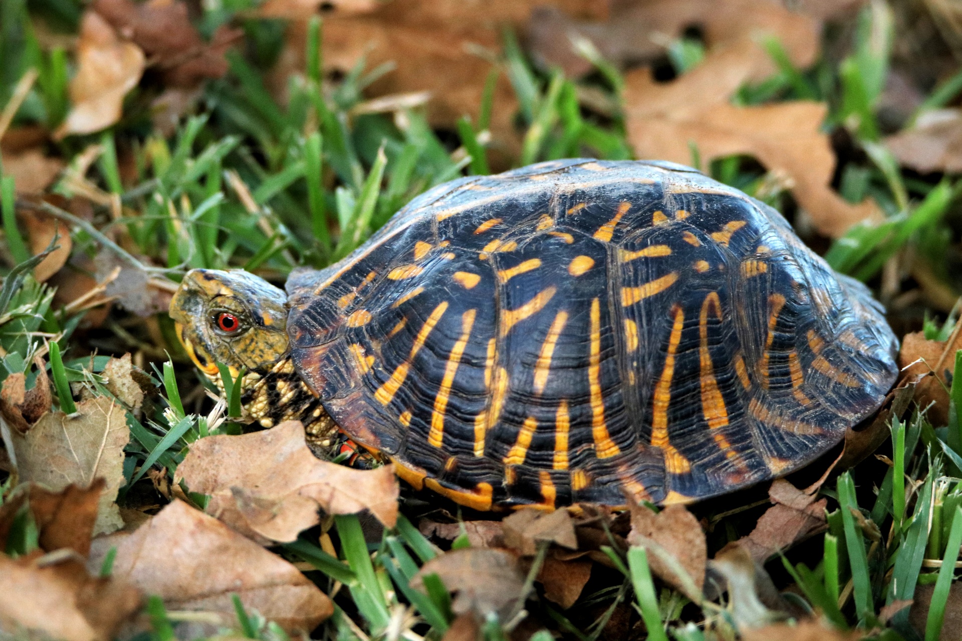 Close-up of an ornate box turtle as he slowly walks through the grass and fallen leaves in early spring.