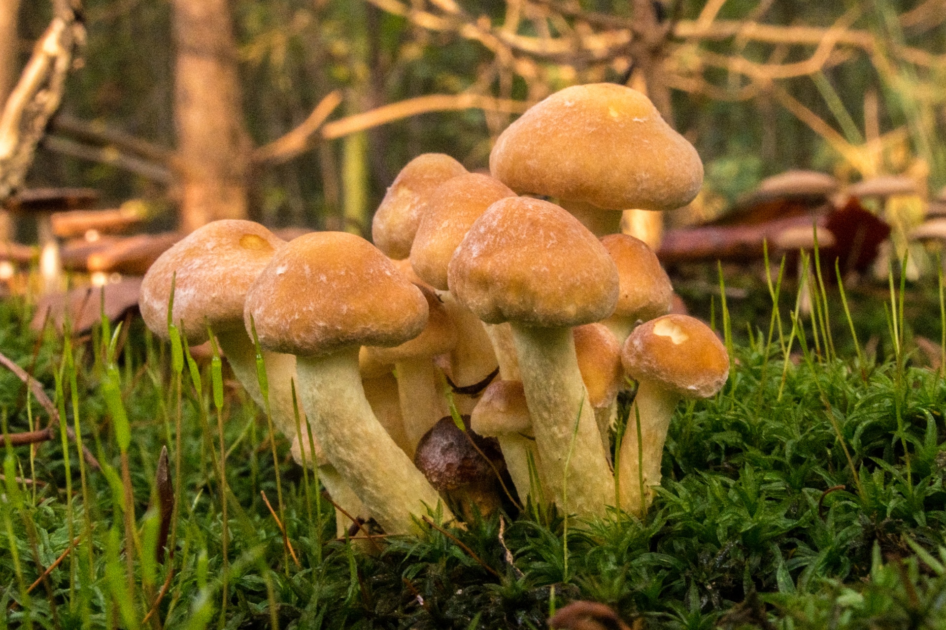Mushroom flora nature