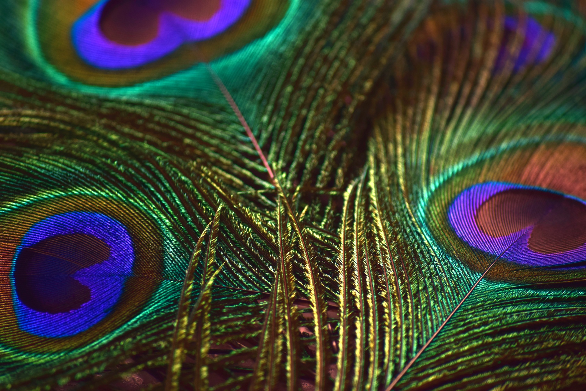 Peacock Feathers 8