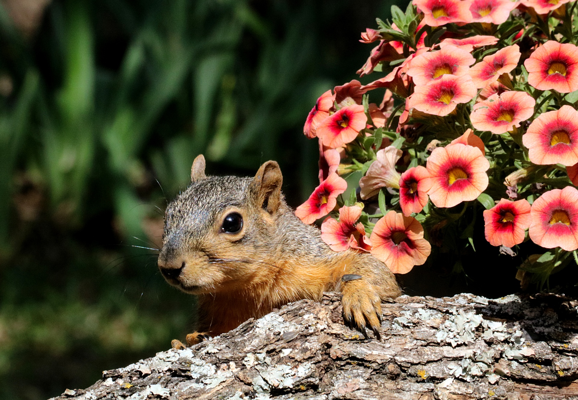 A cute little fox squirrel, plays peek-a-boo with me from behind a tree limb and a basket of pink petunias.