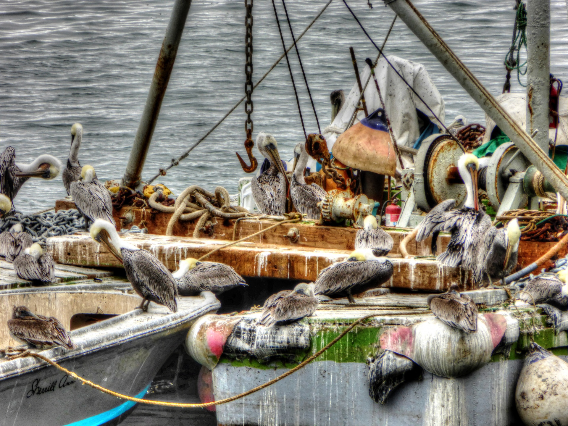 Pelicans On Boat