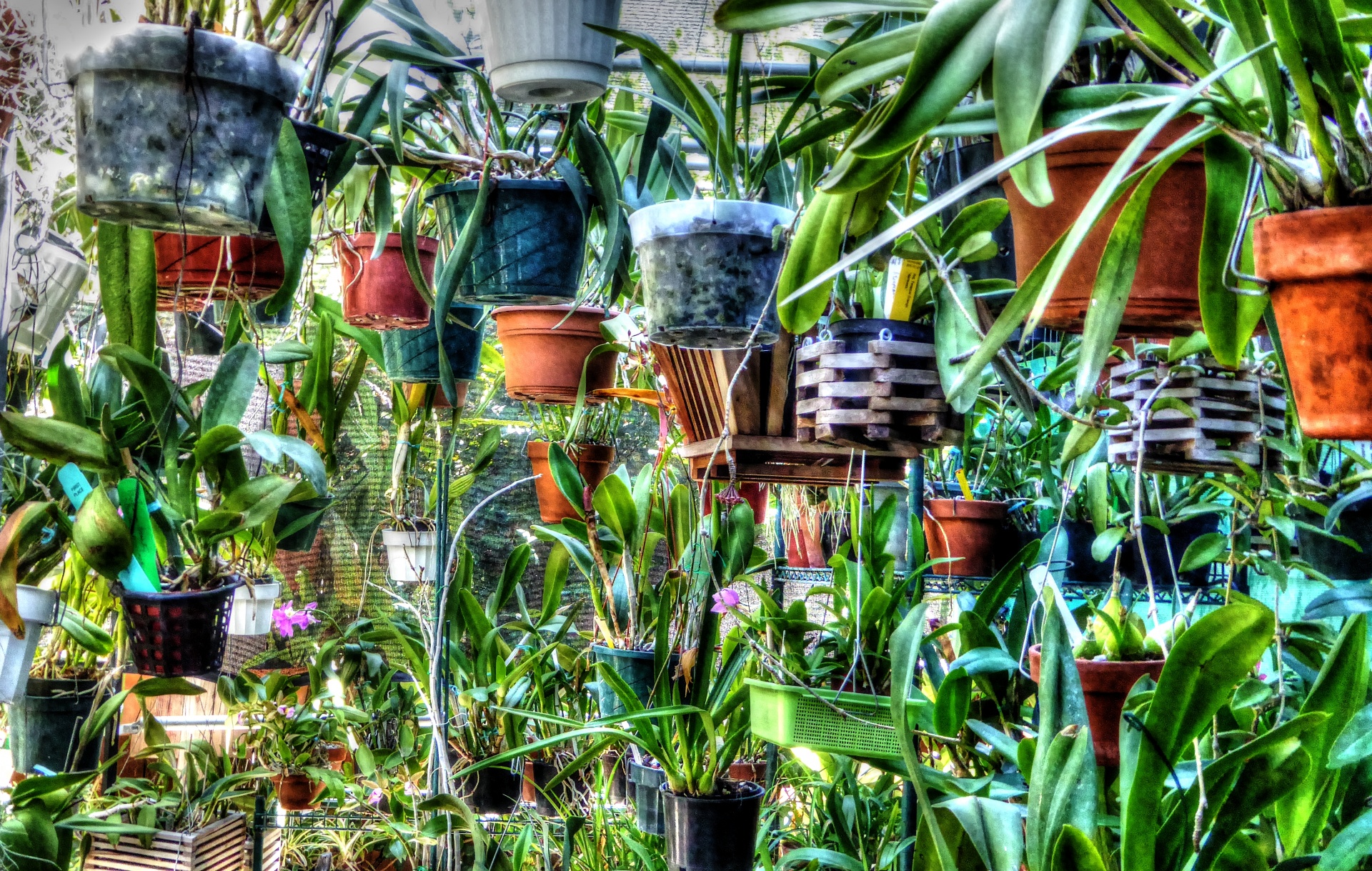 artistic touch applied to photo of a patio overflowing with potted plants