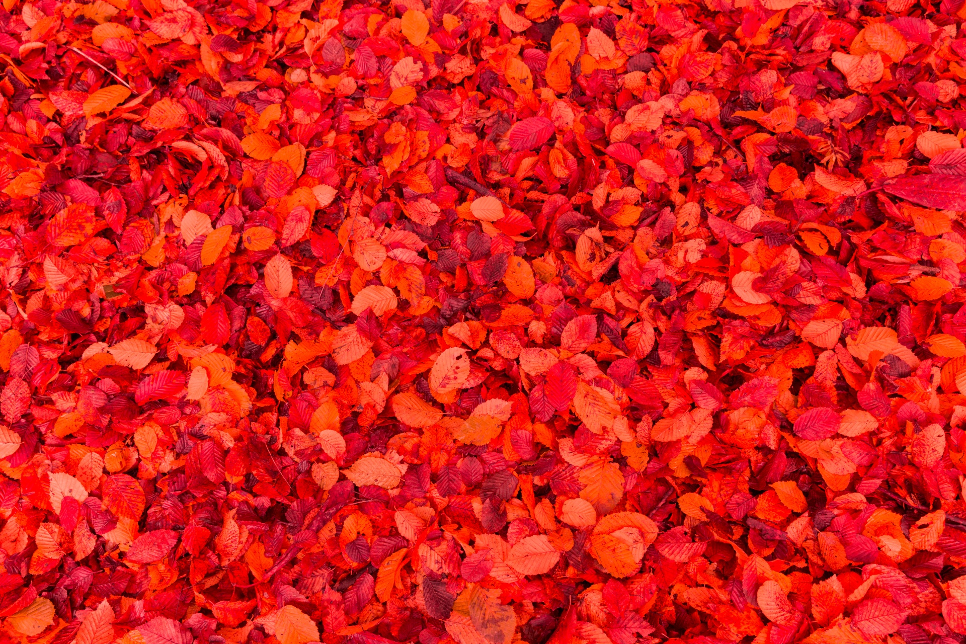 Red autumn leaves on the ground