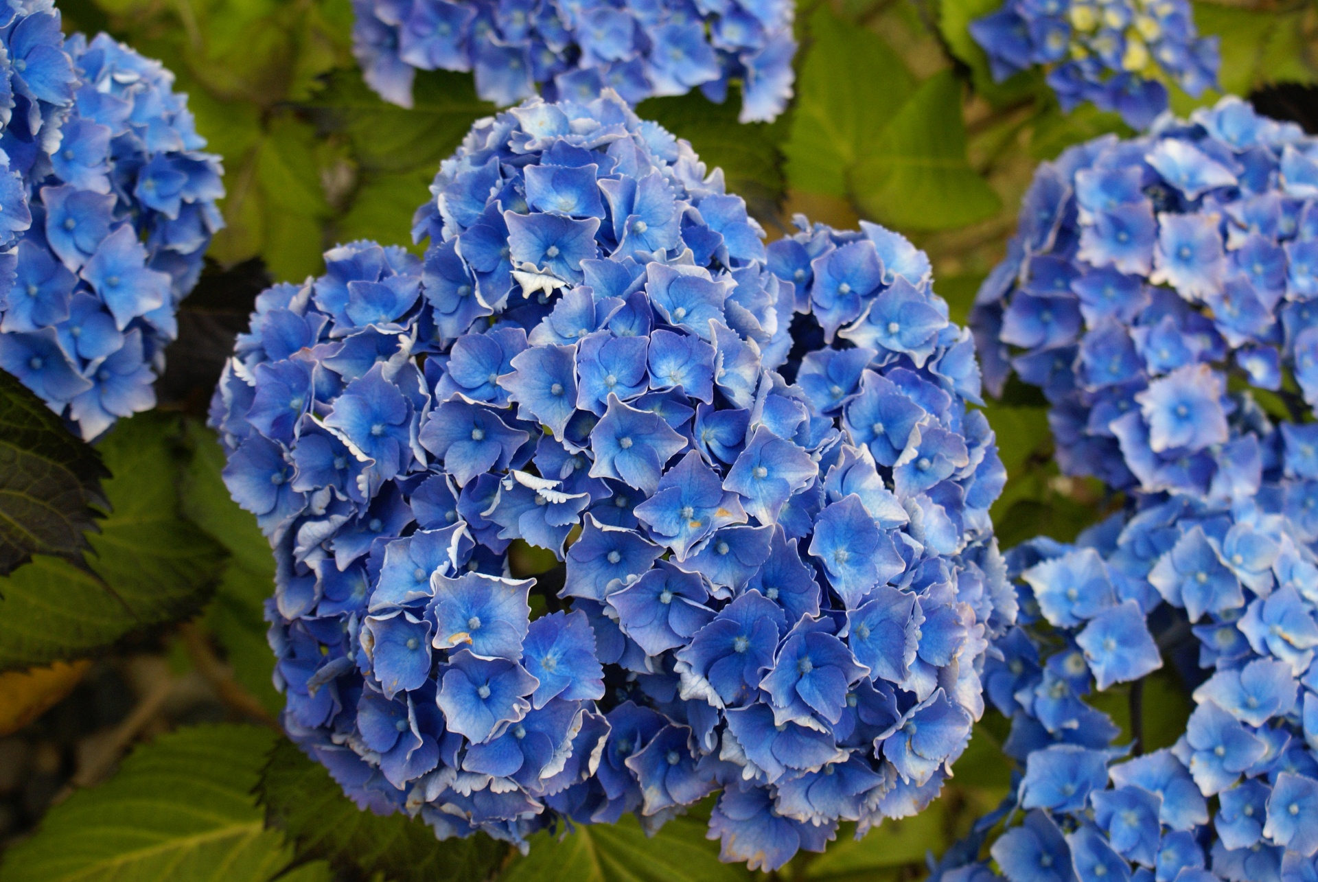 Rich Blue Hydrangea Full Bloom