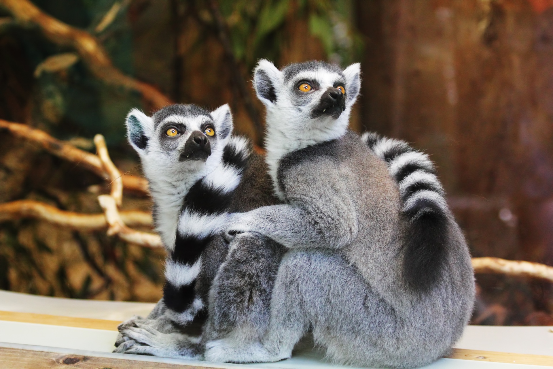 A pair of Ring-tailed Lemurs.