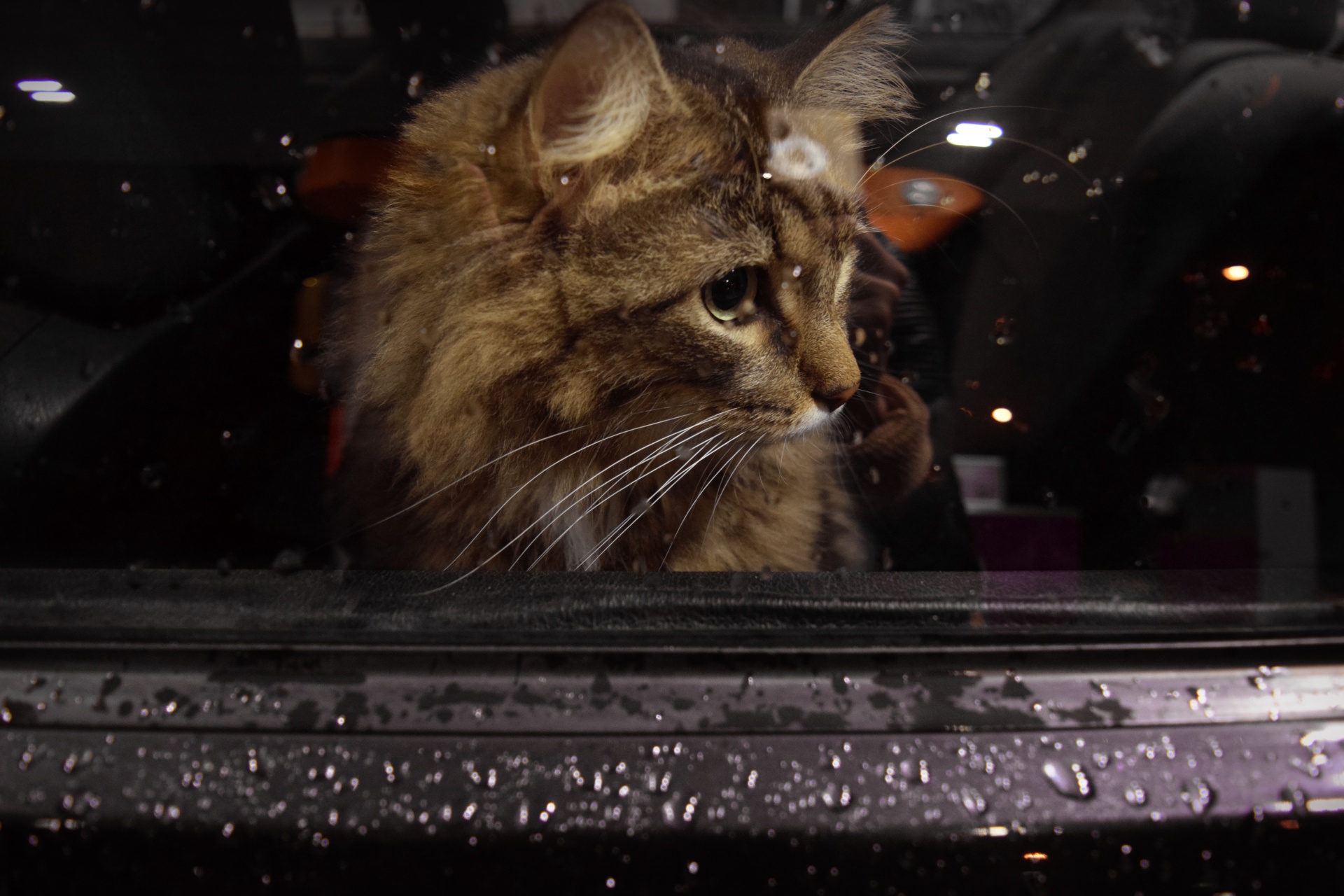 Sad Cat in the Car, looking through a window in a rain