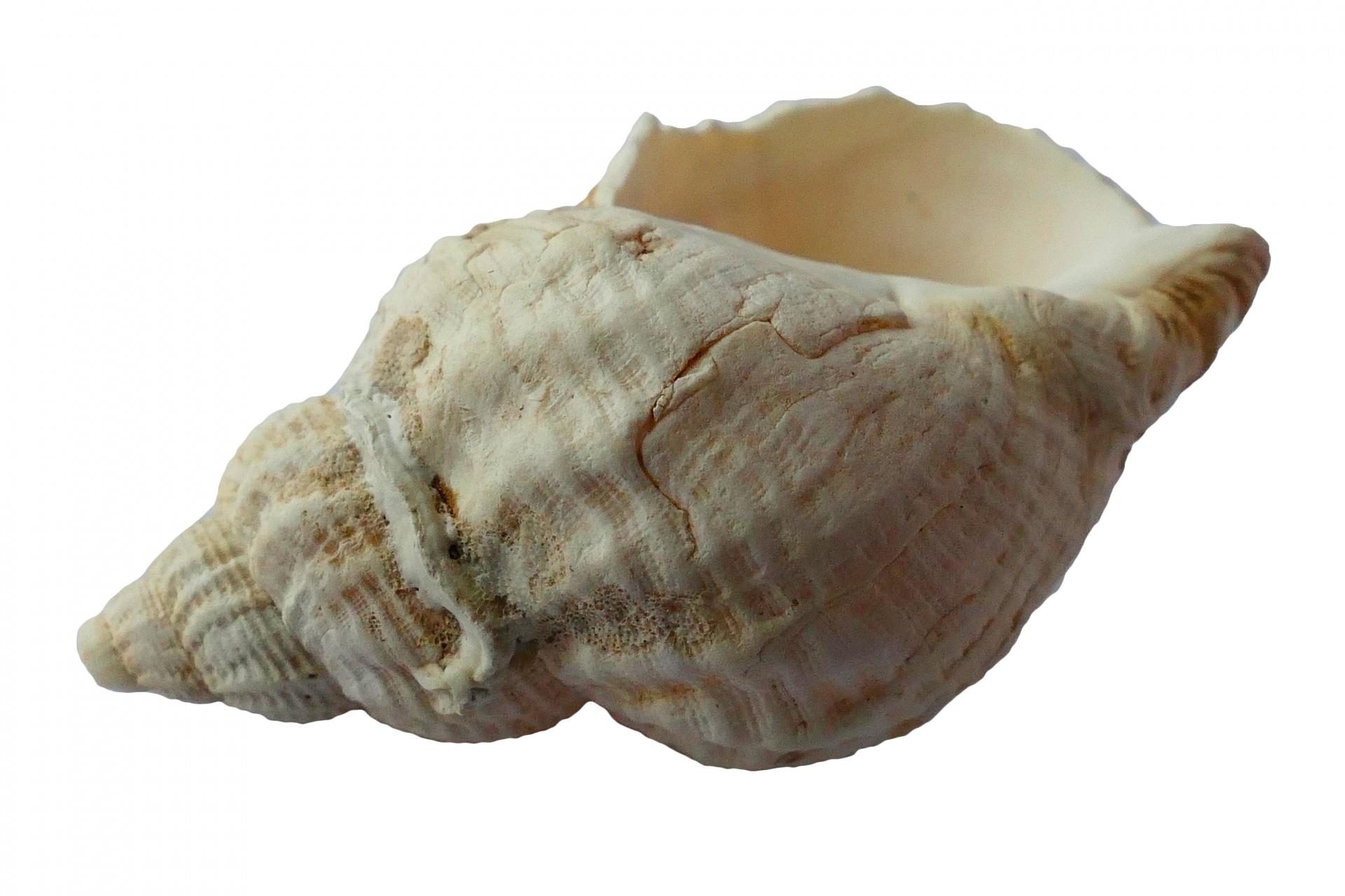 Sea Shell Free Stock Photo Public Domain Pictures