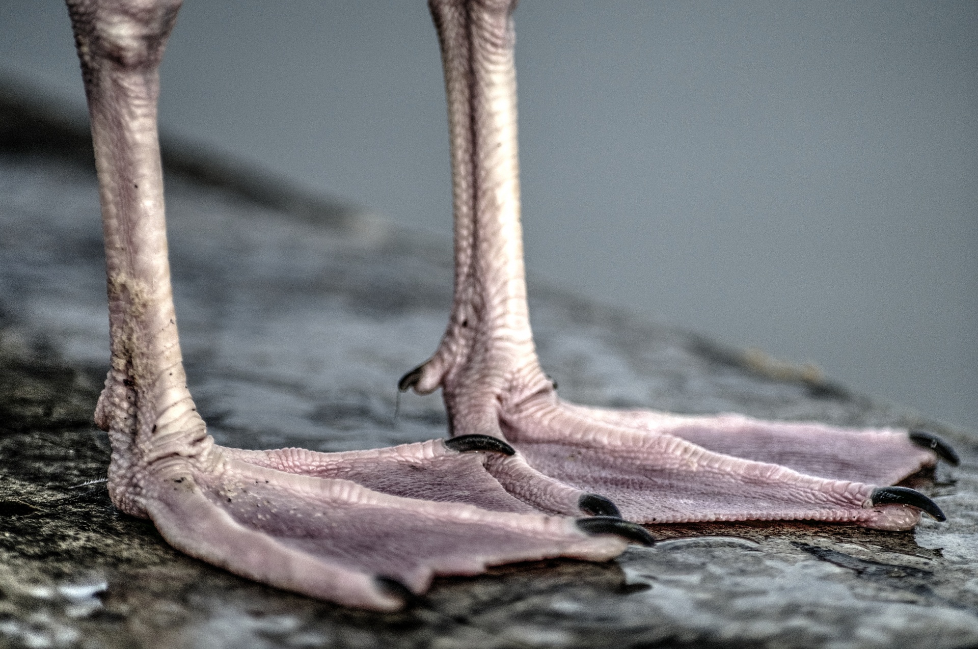 close up of the feet of a seagull