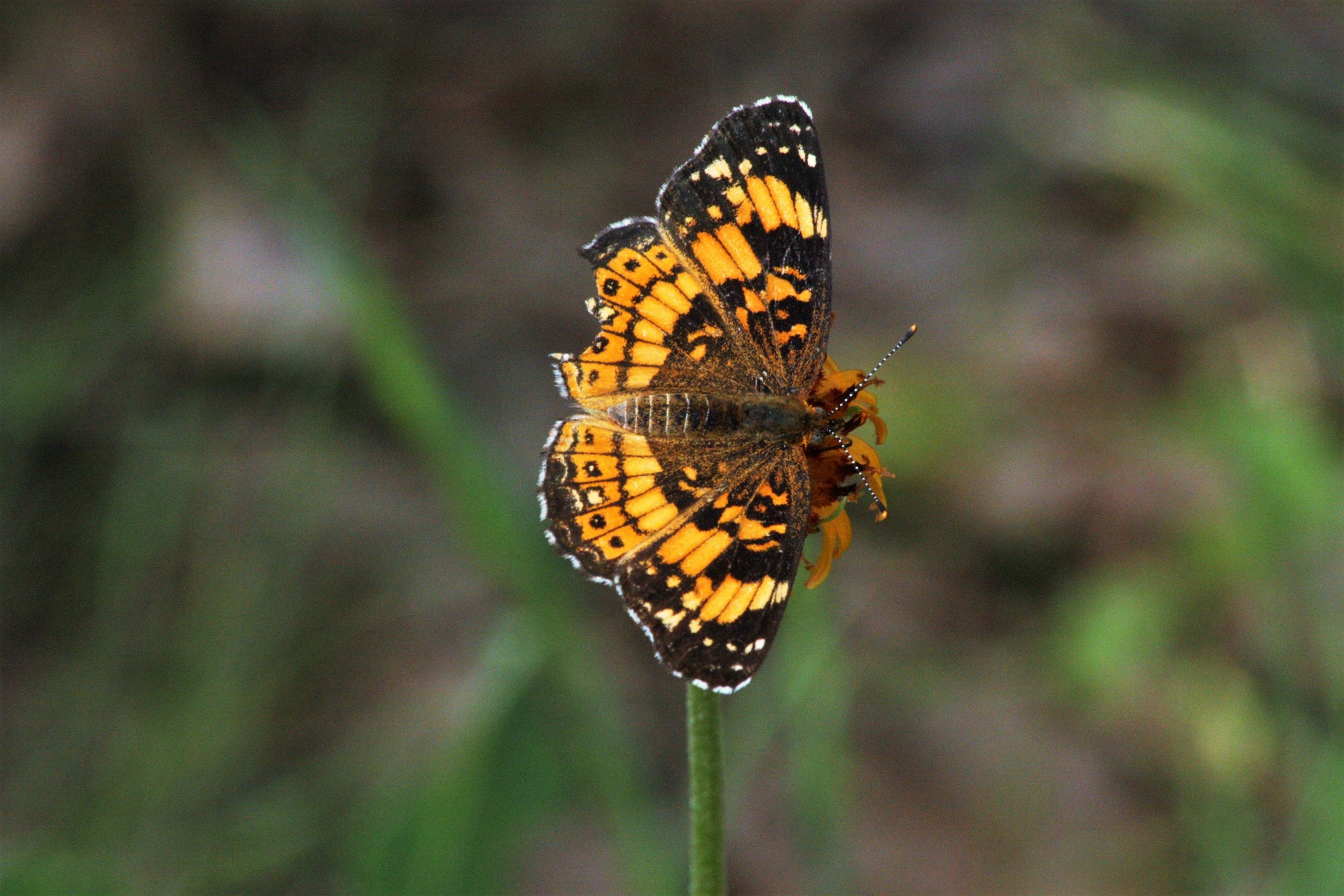 Close-up of a beautiful black and orange silvery checkerspot butterfly sipping nectar from a yellow wildflower on a blurred green background.