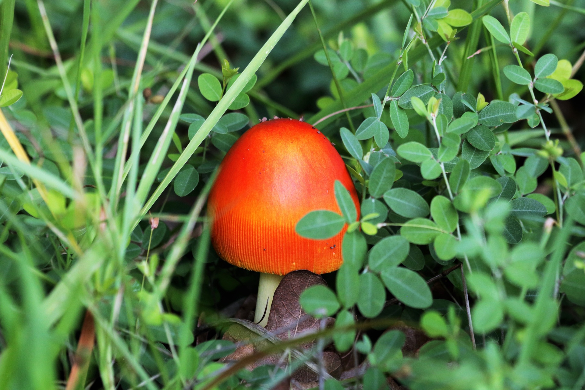 Small Amanita Jackson Mushroom