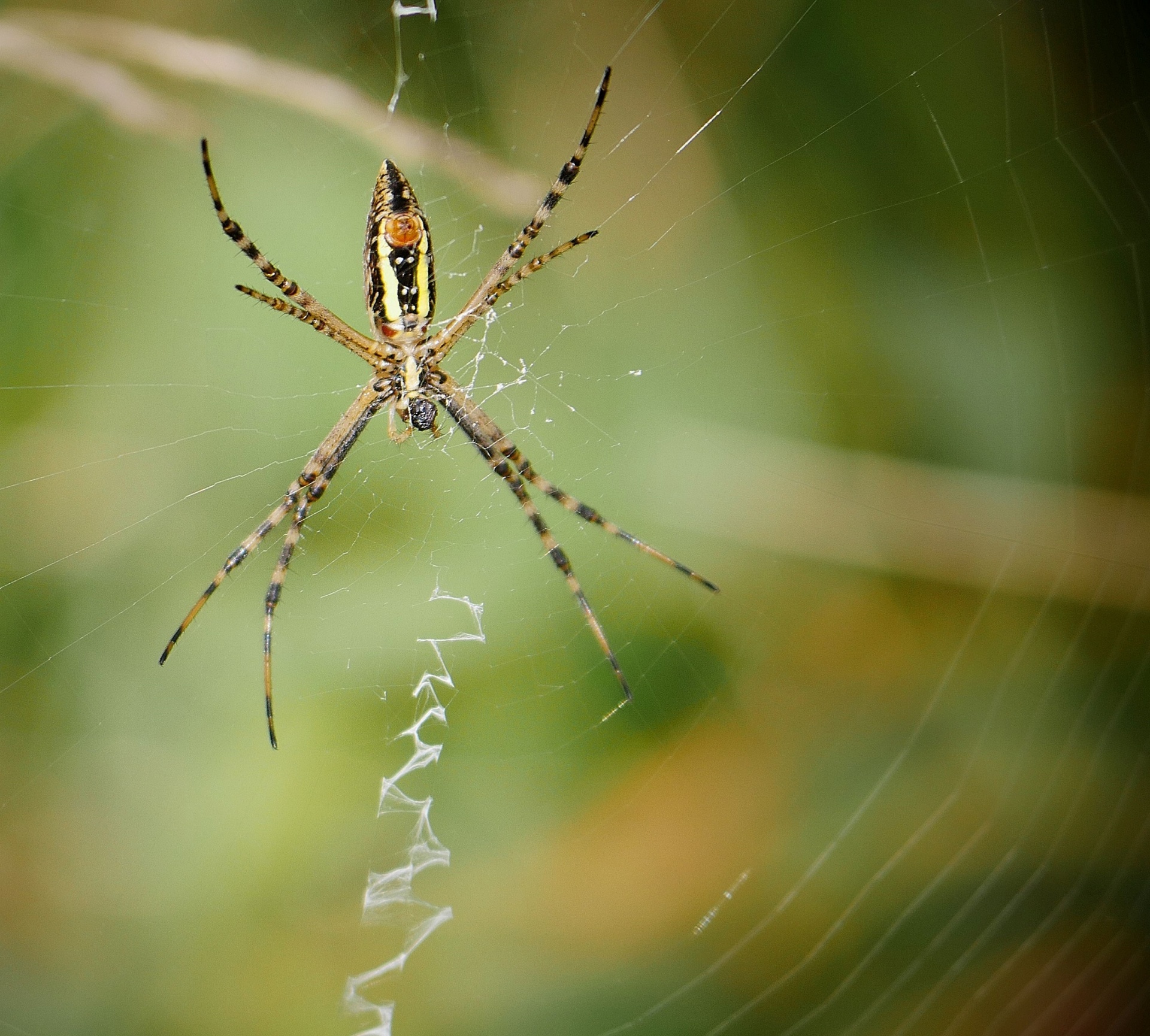 Close Up of a Black and Yellow Garden Spider in a Web