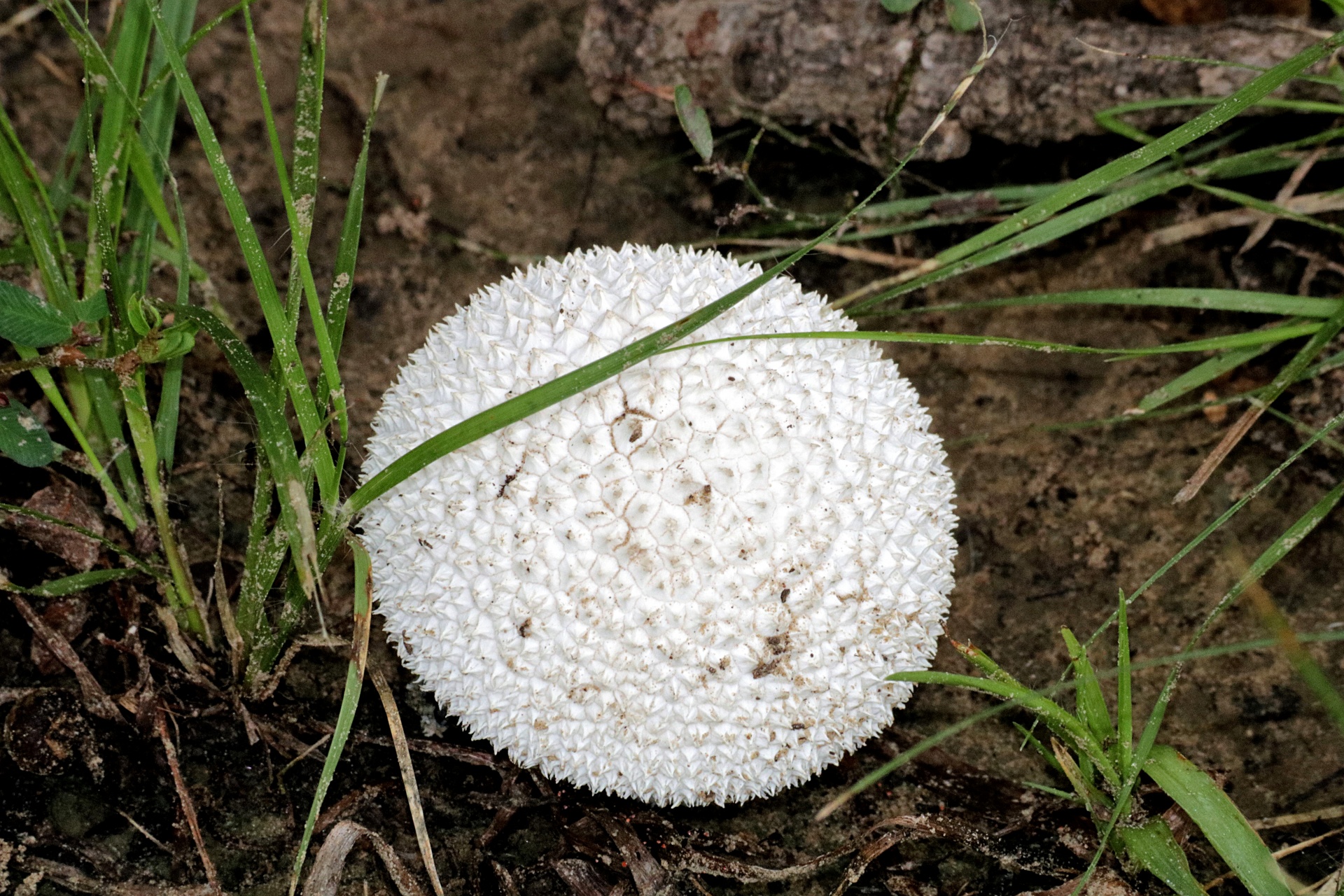 Close-up of a white spiny puffball mushroom.