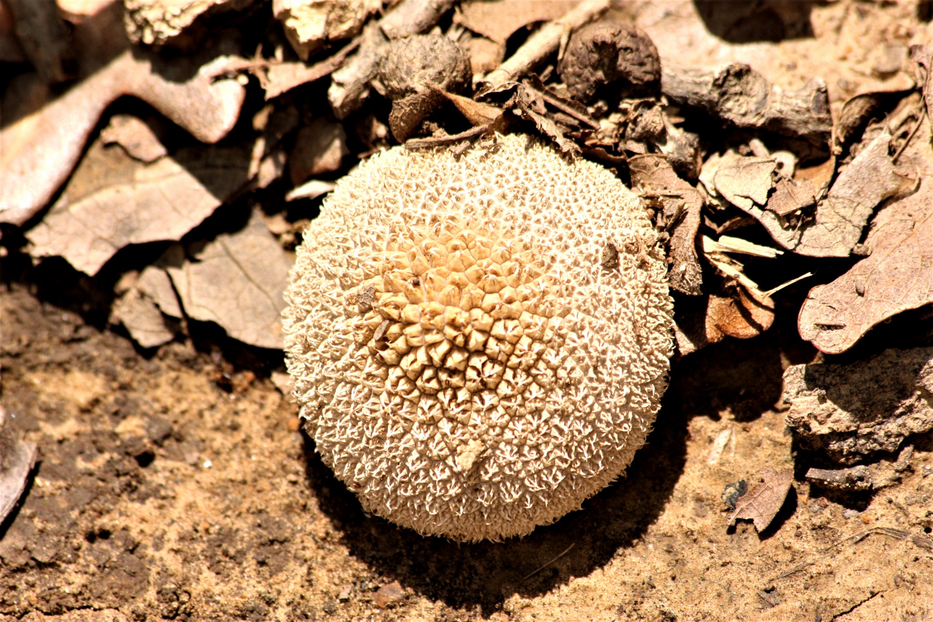 A light brown spiny puffball mushroom growing at the edge of fallen leaves in the woods.