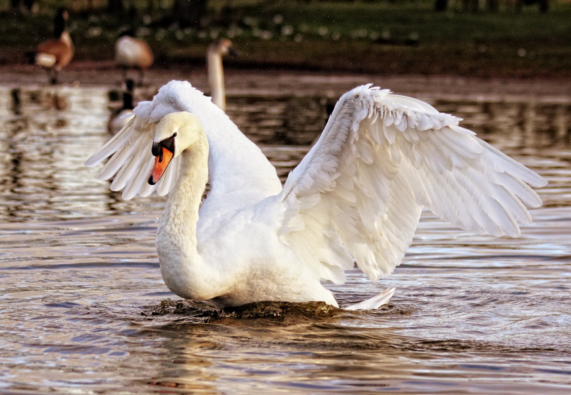 Swan Displaying Wings