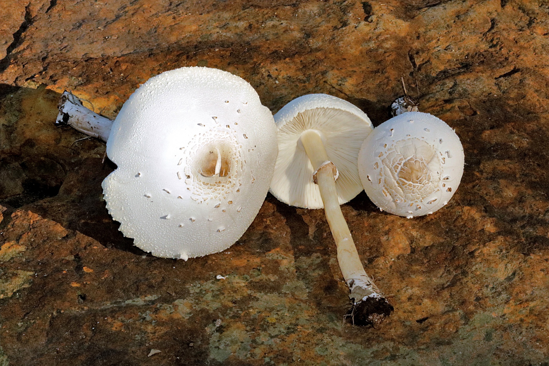 Three White Amanita Mushrooms