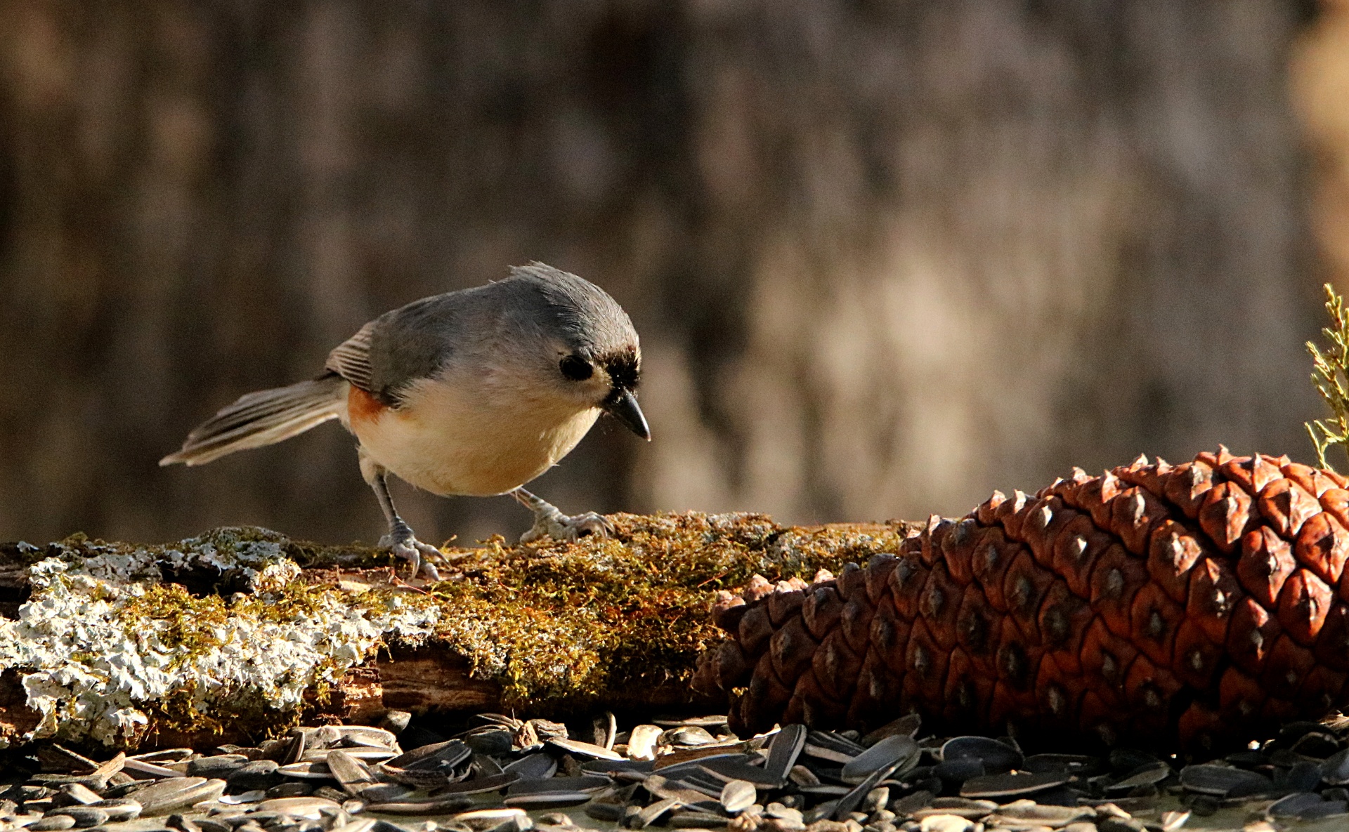 Close-up of a cute little tufted titmouse as he stands on a moss and lichen covered tree branch, looking down at sunflower seeds and a pine cone, in fall.