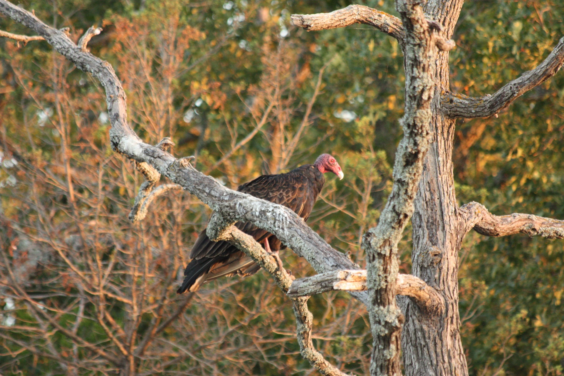 Turkey Buzzard Perched In Tree