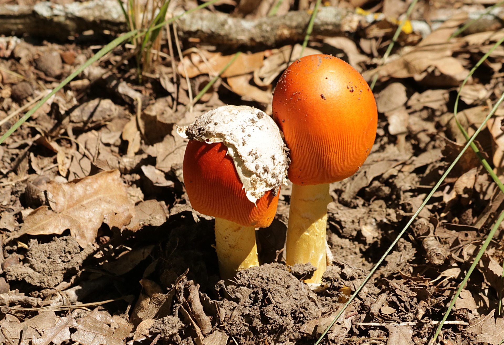 Two Amanita Jackson Mushrooms