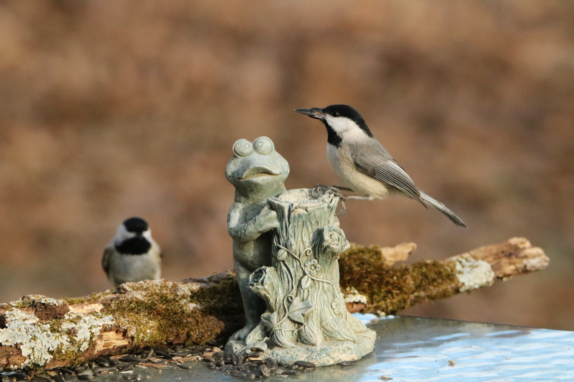 Two Black-capped Chickadees
