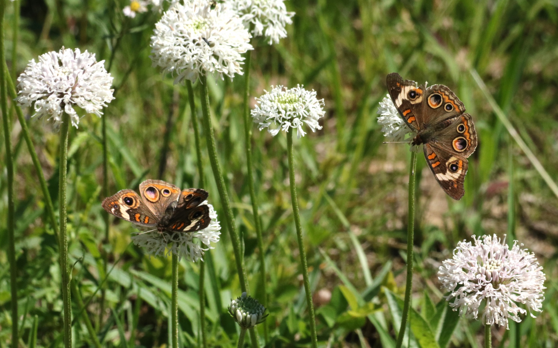 Two Buckeye Butterflies In Field