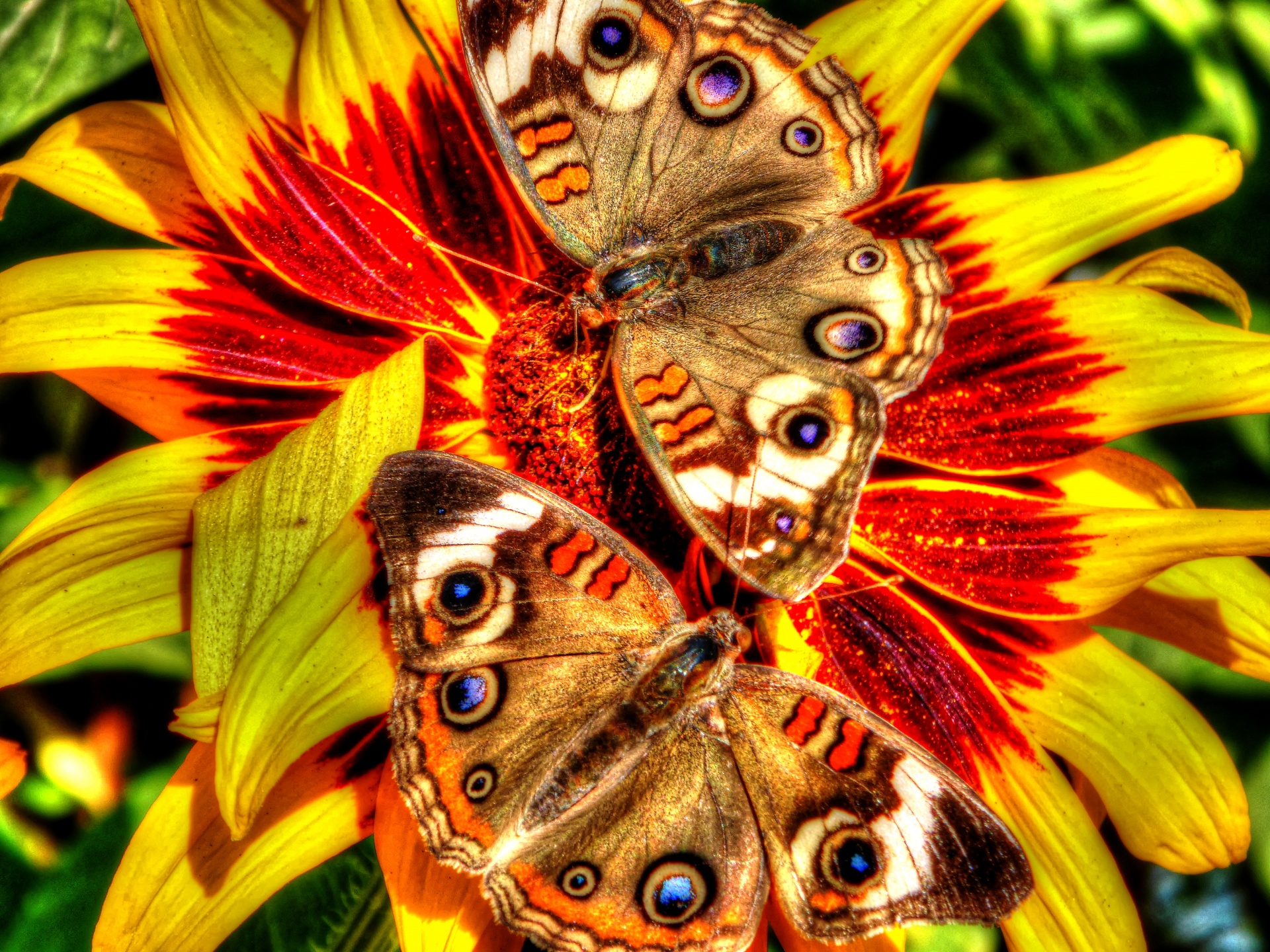 Two Buckeye Butterflies