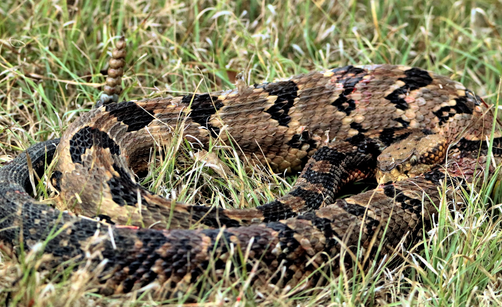 Close-up of a velvet tail rattlesnake, curled up in a green grassy field.