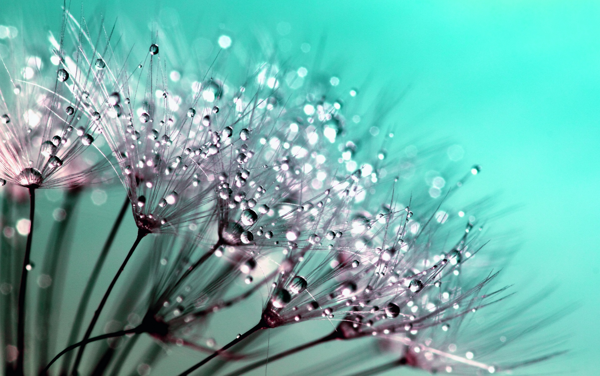 Water Droplets Dandelion Seeds