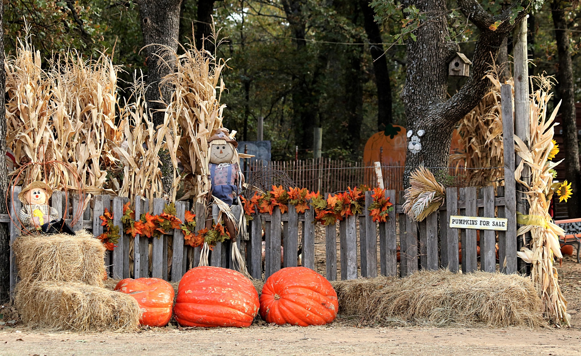 Entrance to a pumpkin patch with giant pumpkins, smiling scare crows, corn stalks, hay bales and fall flowers.