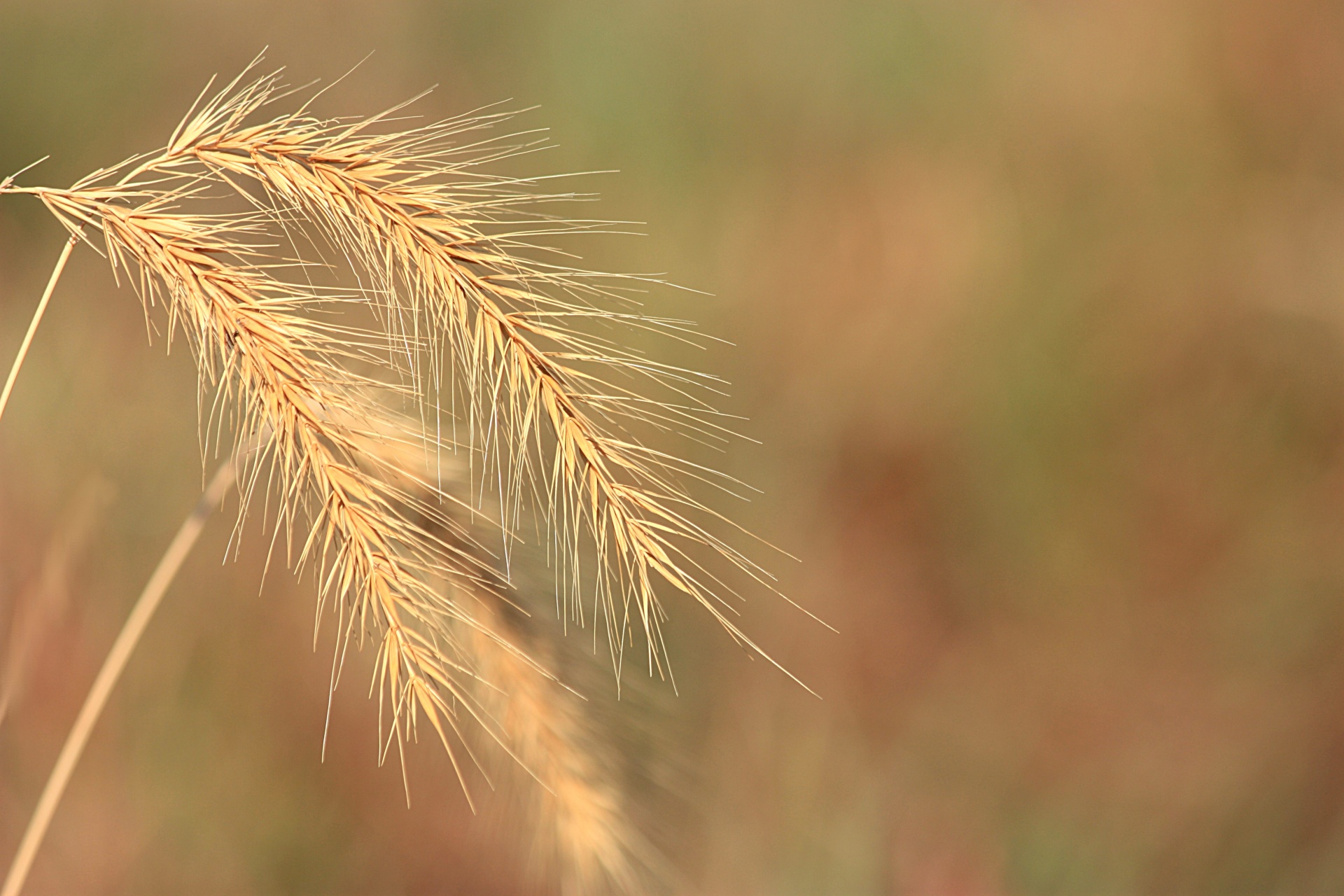 Wheat Grass Background