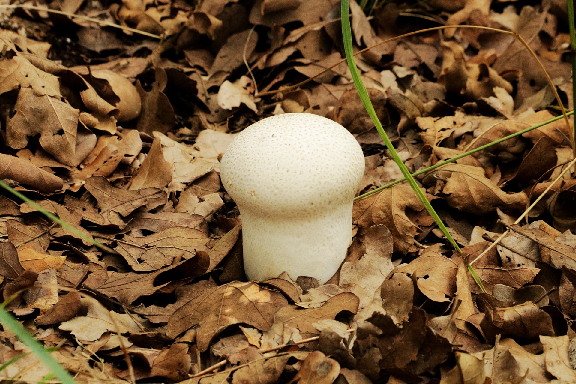A little white puffball mushroom grows up through the dead brown leaves of the floor of the woods in early fall.