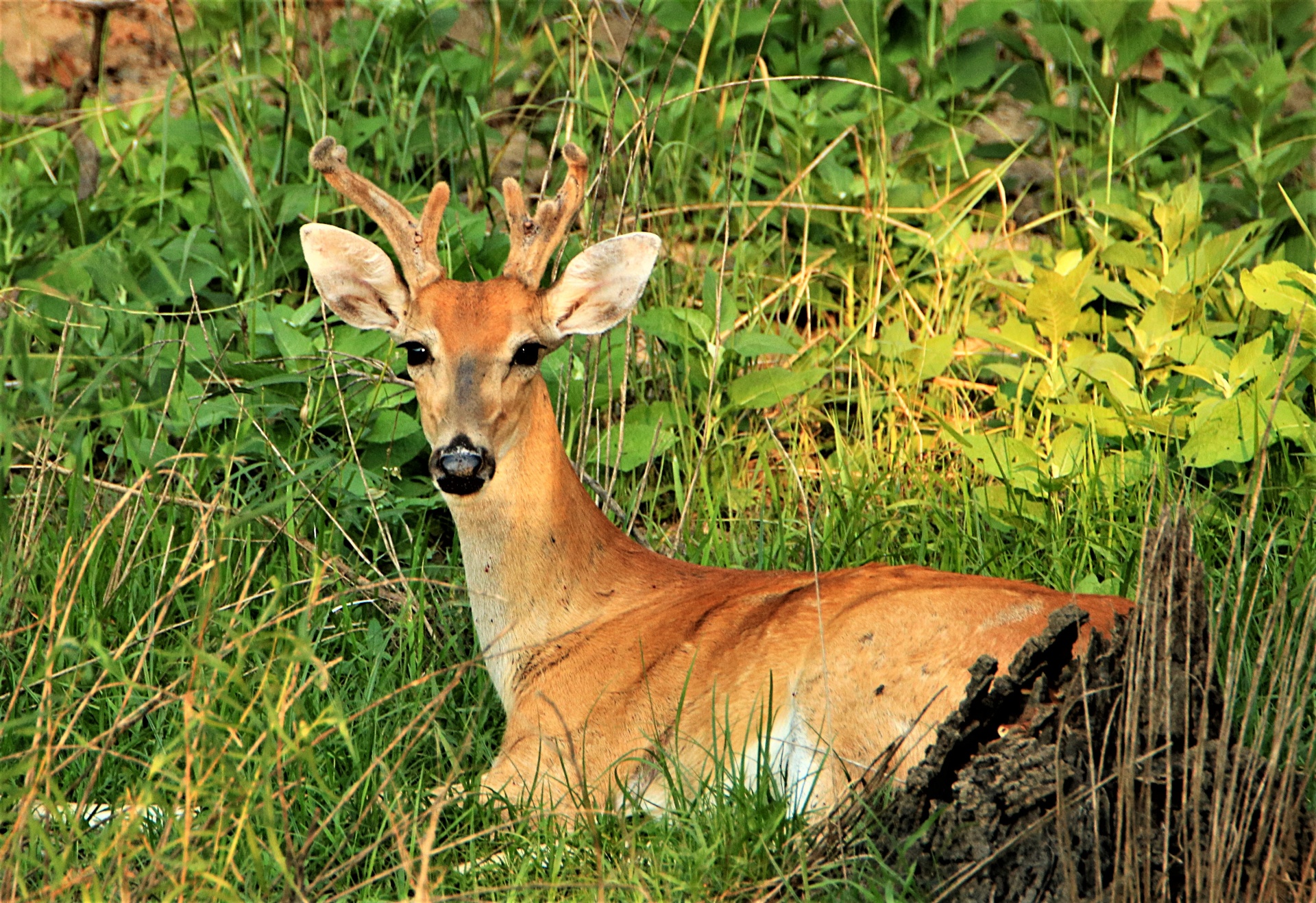 Close-up of a white-tail buck deer resting among tall green grass and bushes on a late summer day.