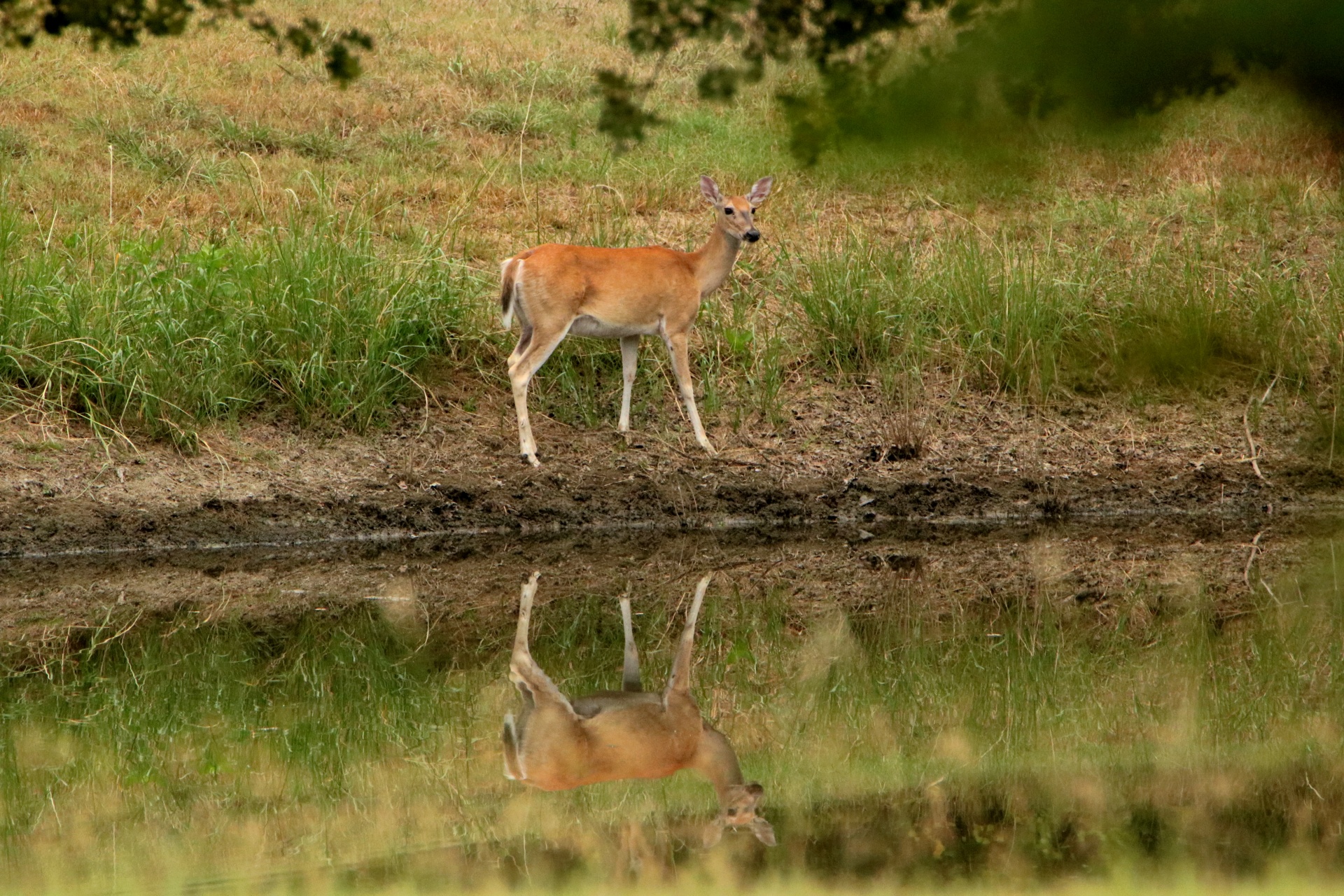 White-tail Deer Reflection In Pond
