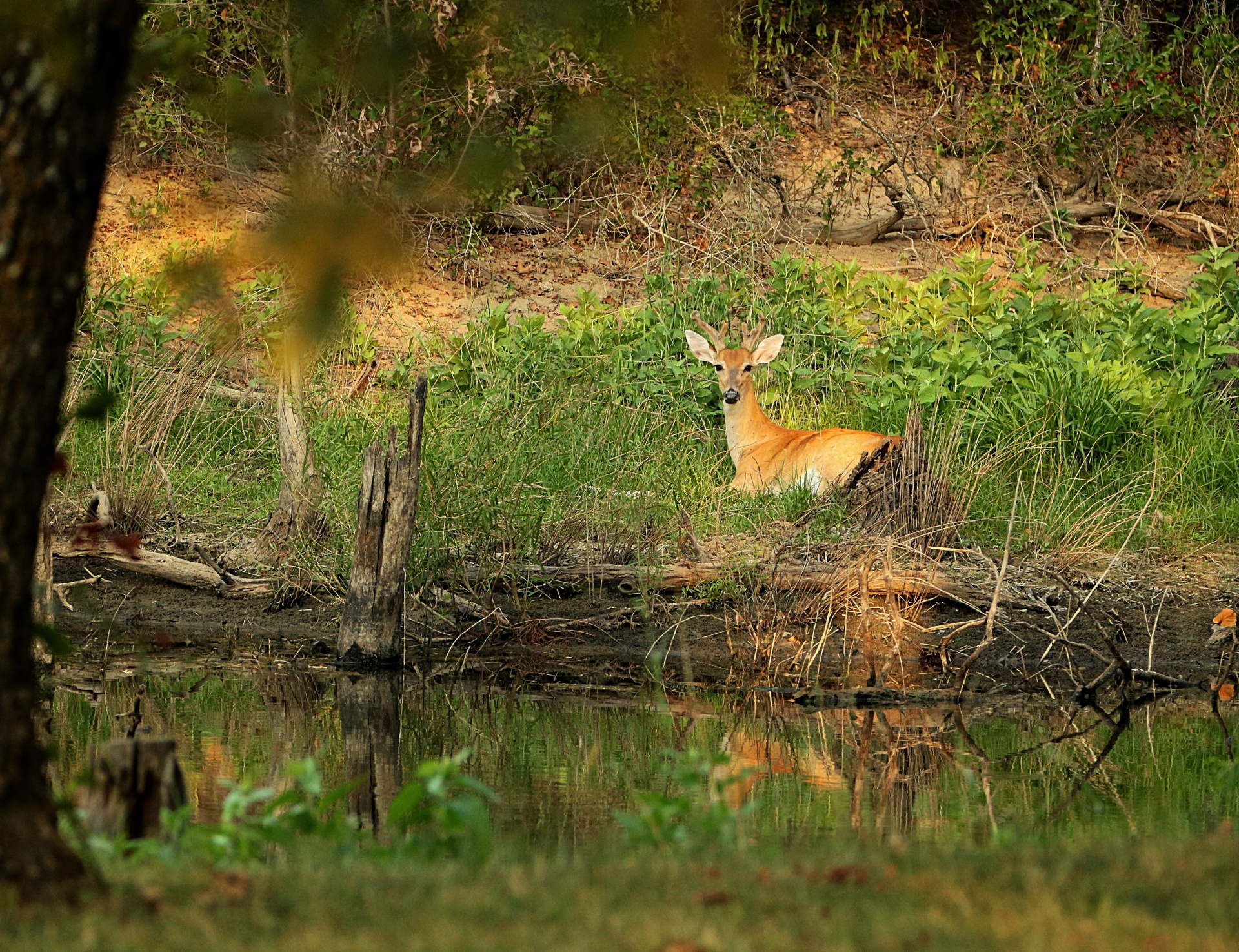 White-tail Deer Resting By Pond