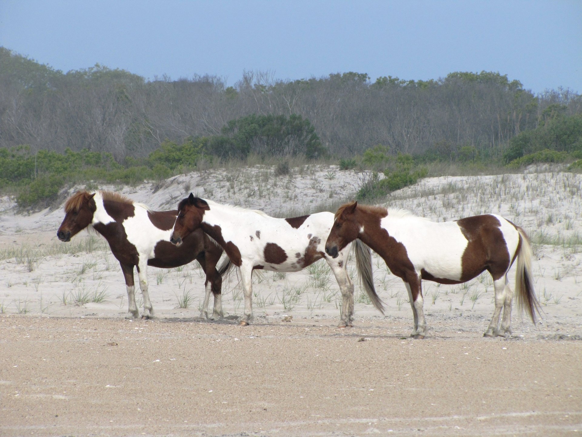 Feral Horses of Assateague Island National Seashore