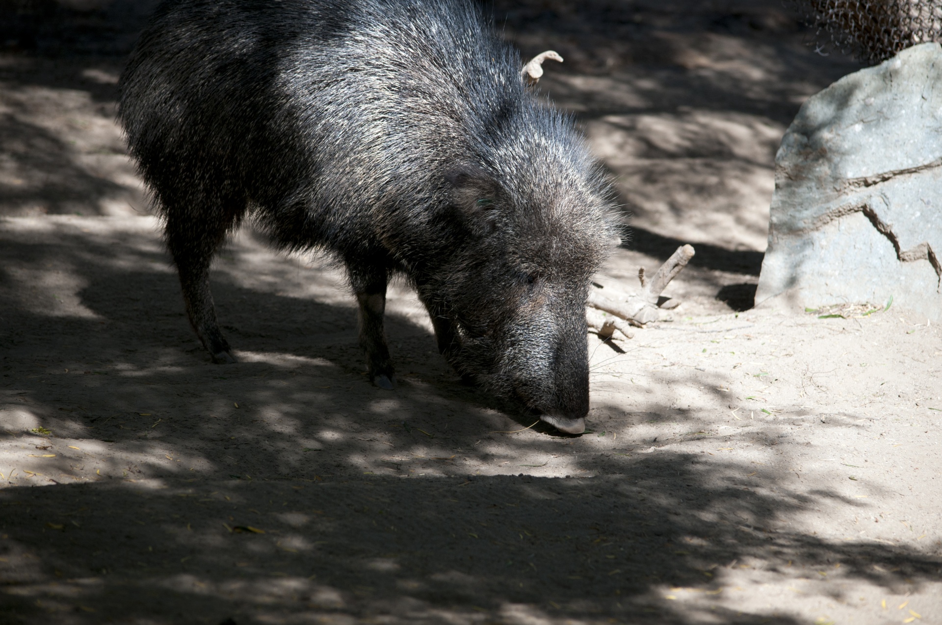 Skunk Pig at zoo