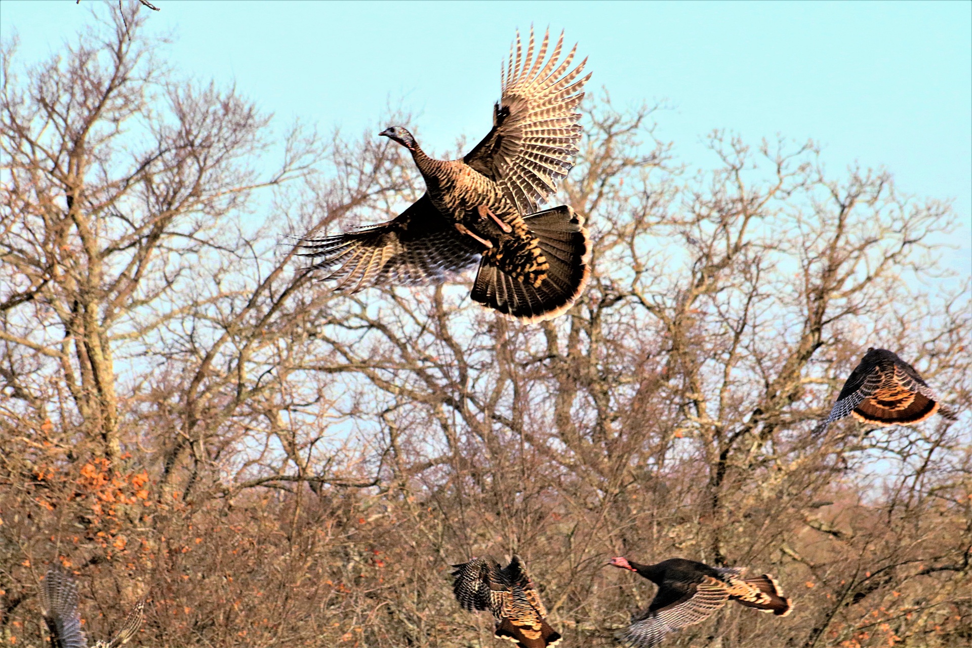 Several wild turkey taking flight on a blue sky background in late fall.