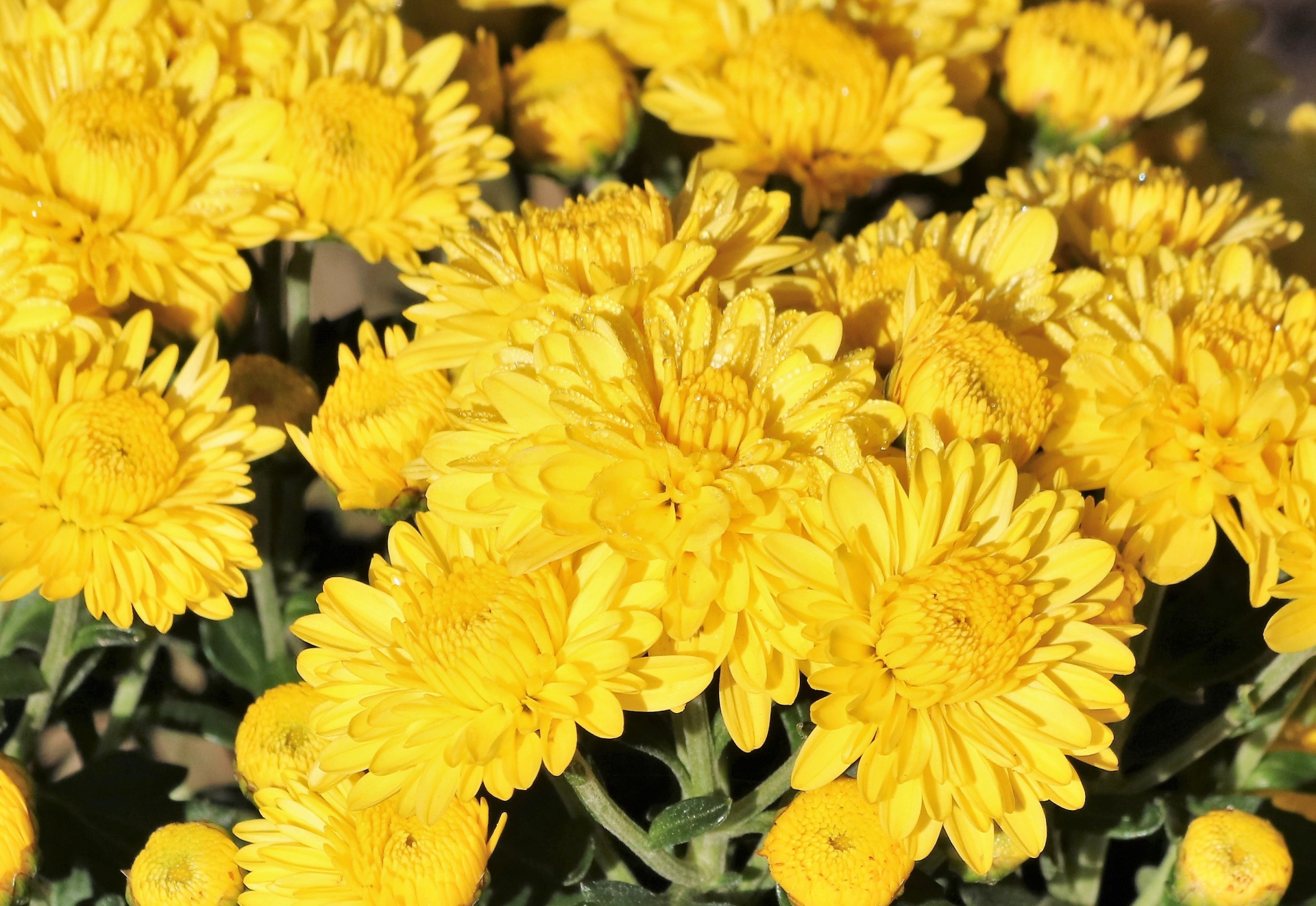Yellow Chrysanthemums And Dew