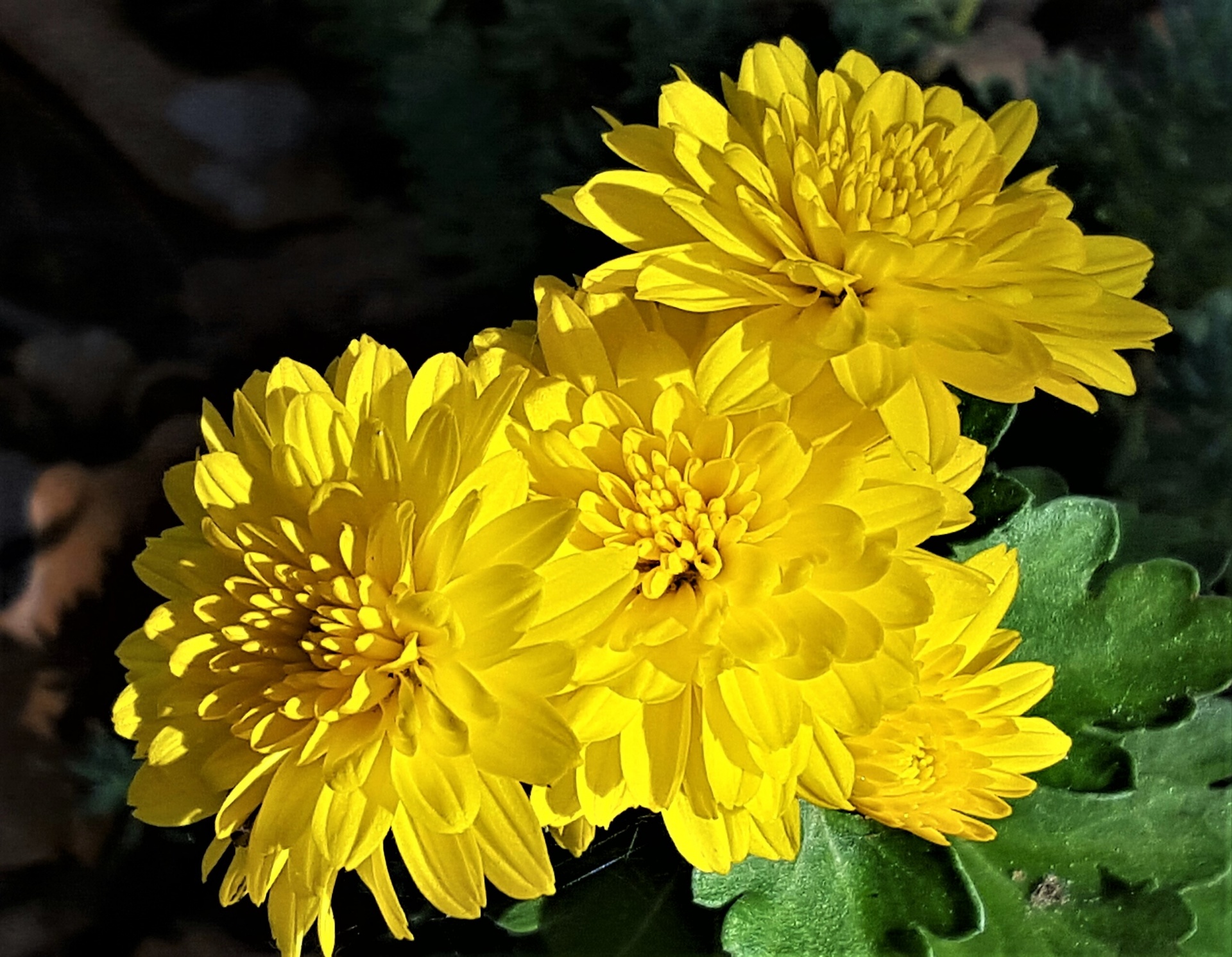 A group of yellow chrysanthemum flowers, with highlights and shadows on a black background.