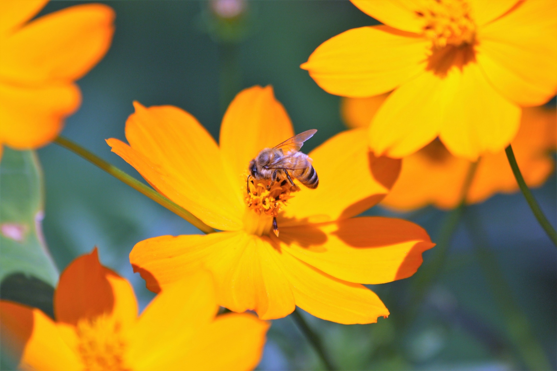 Close-up of bright yellow coreopsis flowers with a honey bee gathering pollen.