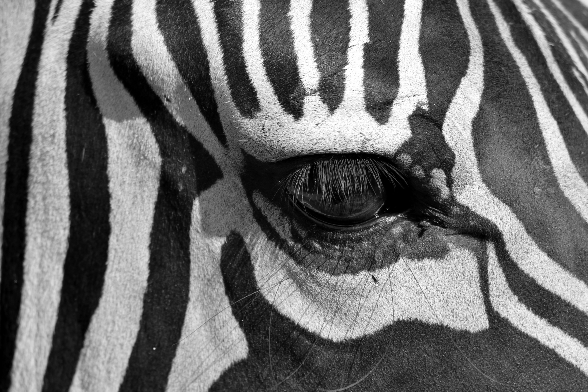 Zebra profile closeup background in black and white
